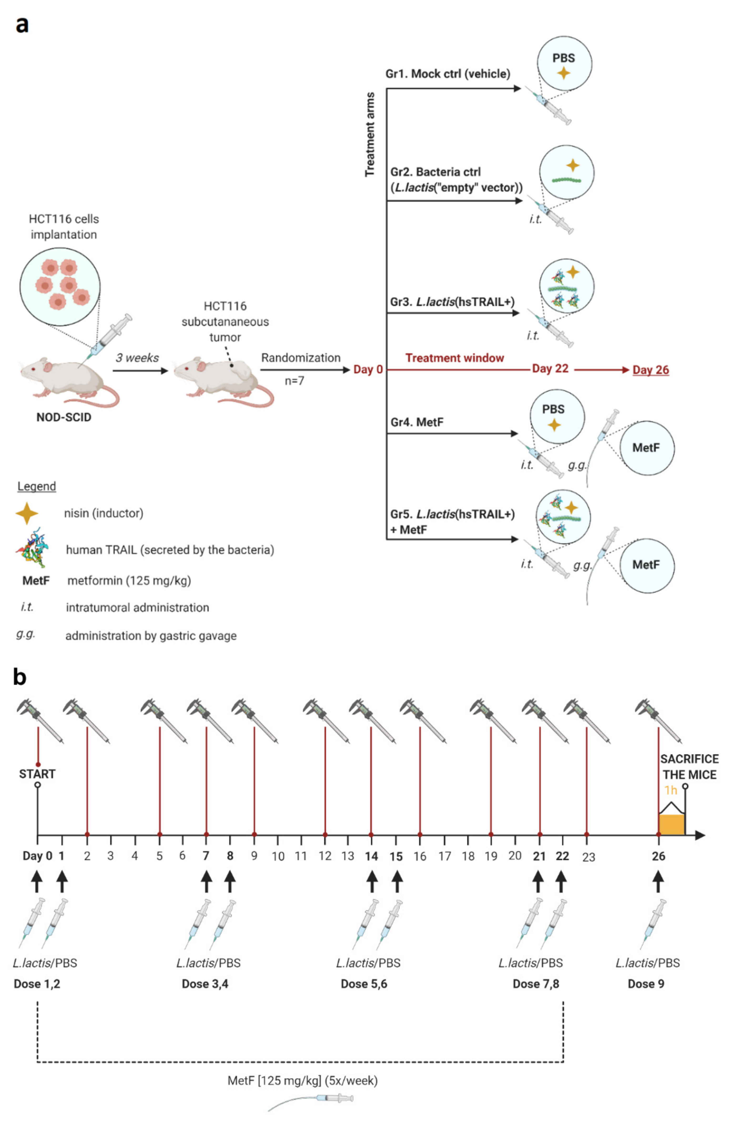 Cancers 13 03004 g004