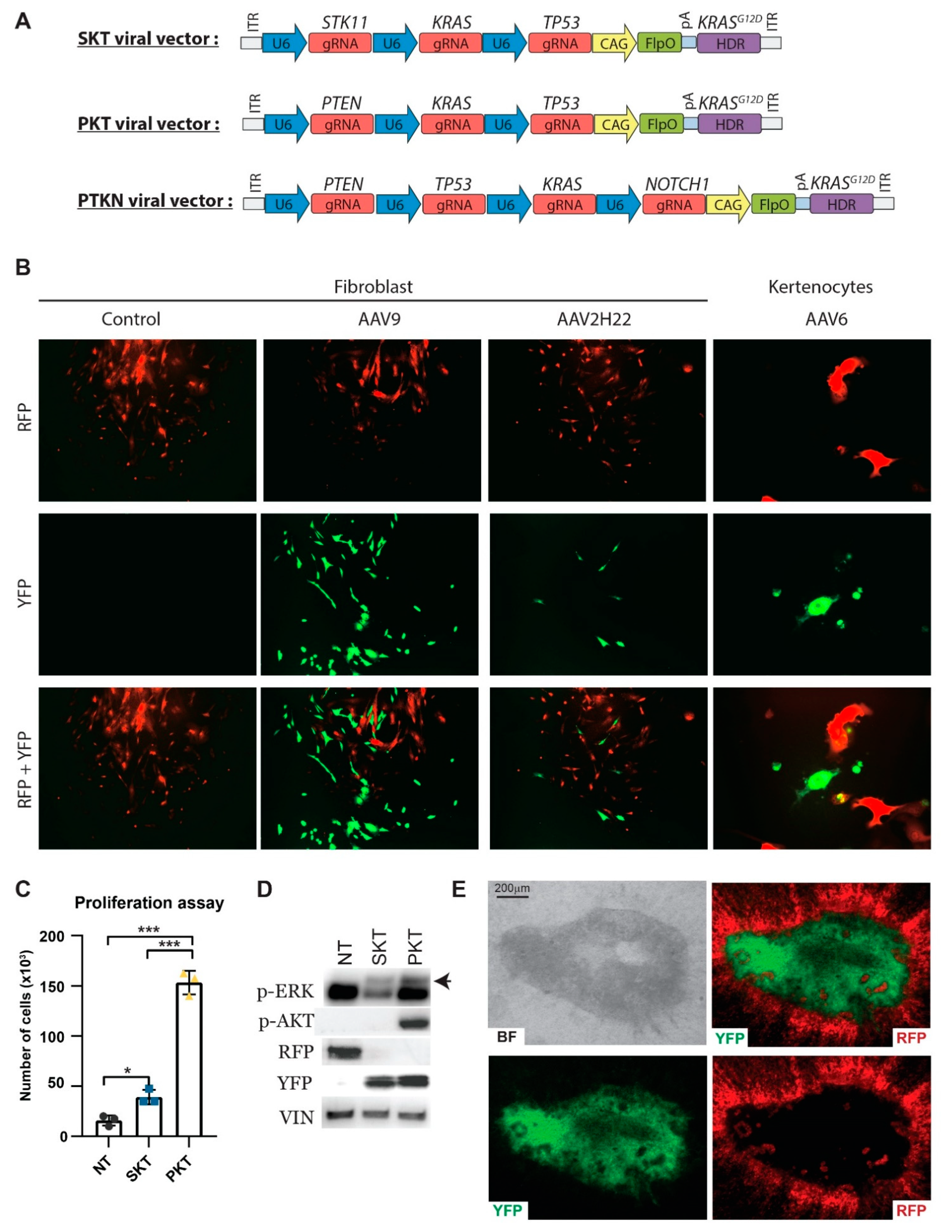 Cancers 13 03024 g003