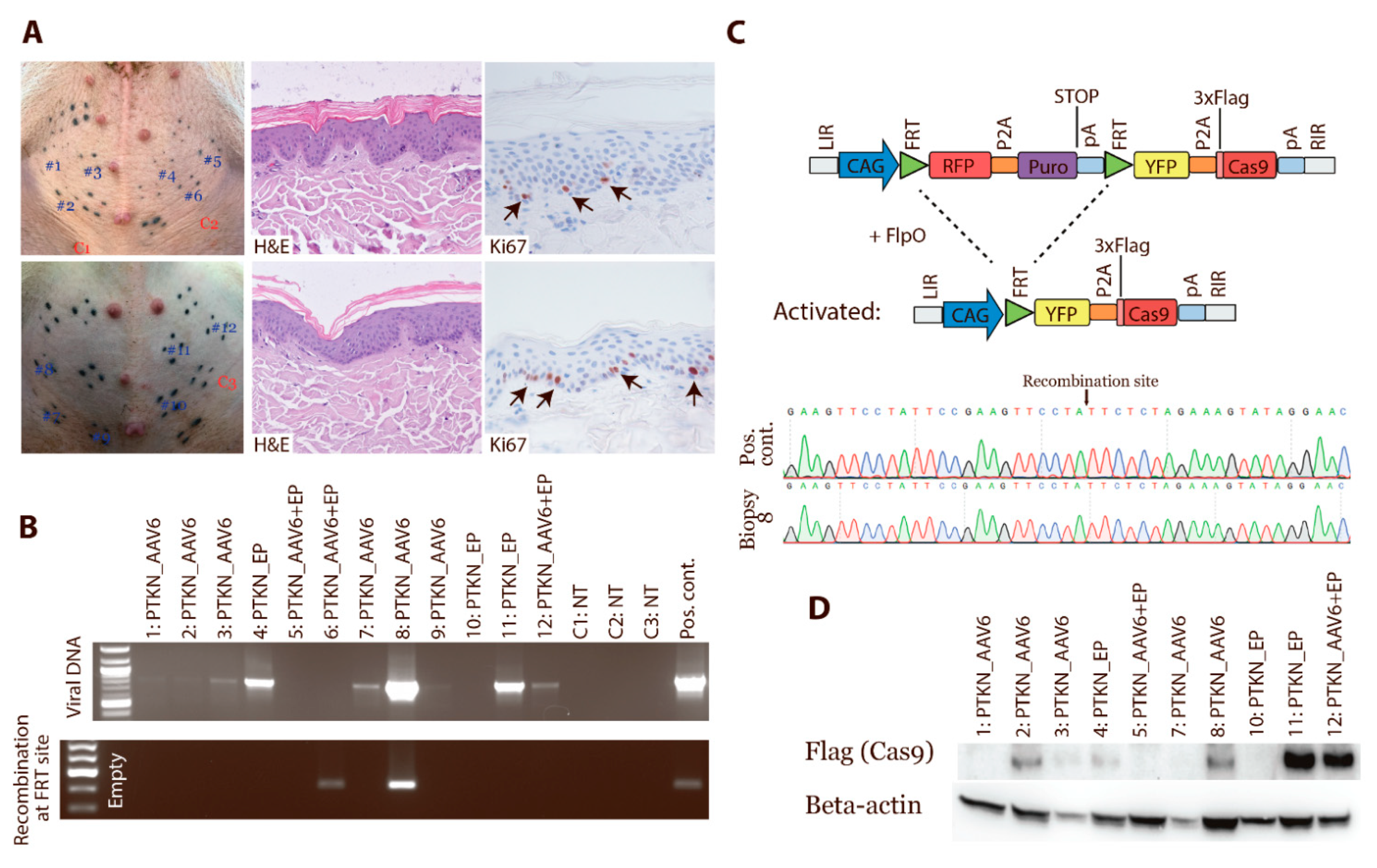 Cancers 13 03024 g004