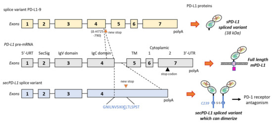 Cancers 13 03034 g005