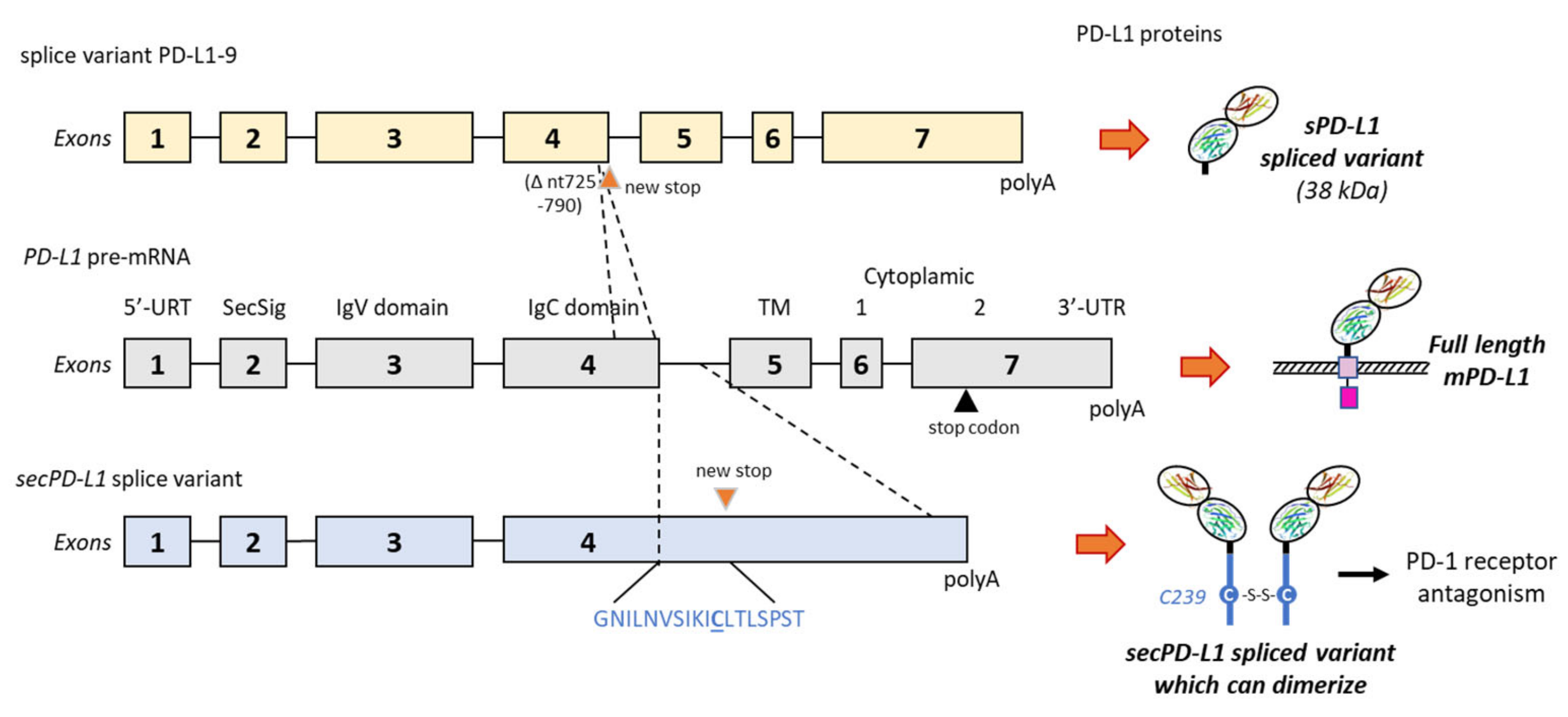 Cancers 13 03034 g005