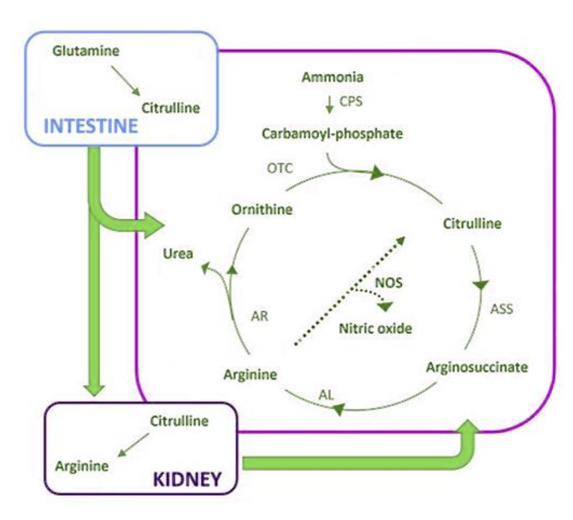 Cancers 13 03044 g003