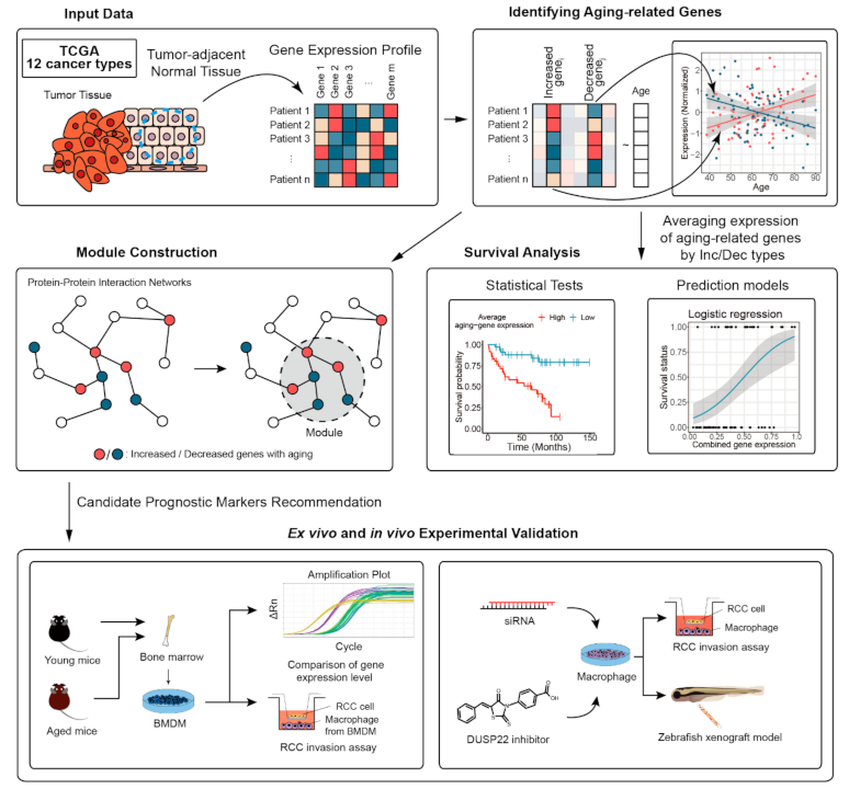 Cancers 13 03045 g001