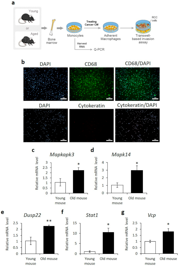 Cancers 13 03045 g003