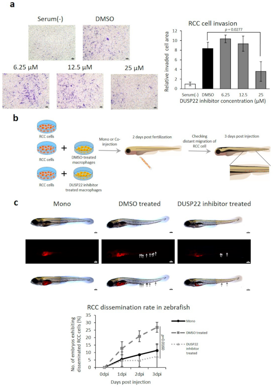 Cancers 13 03045 g005