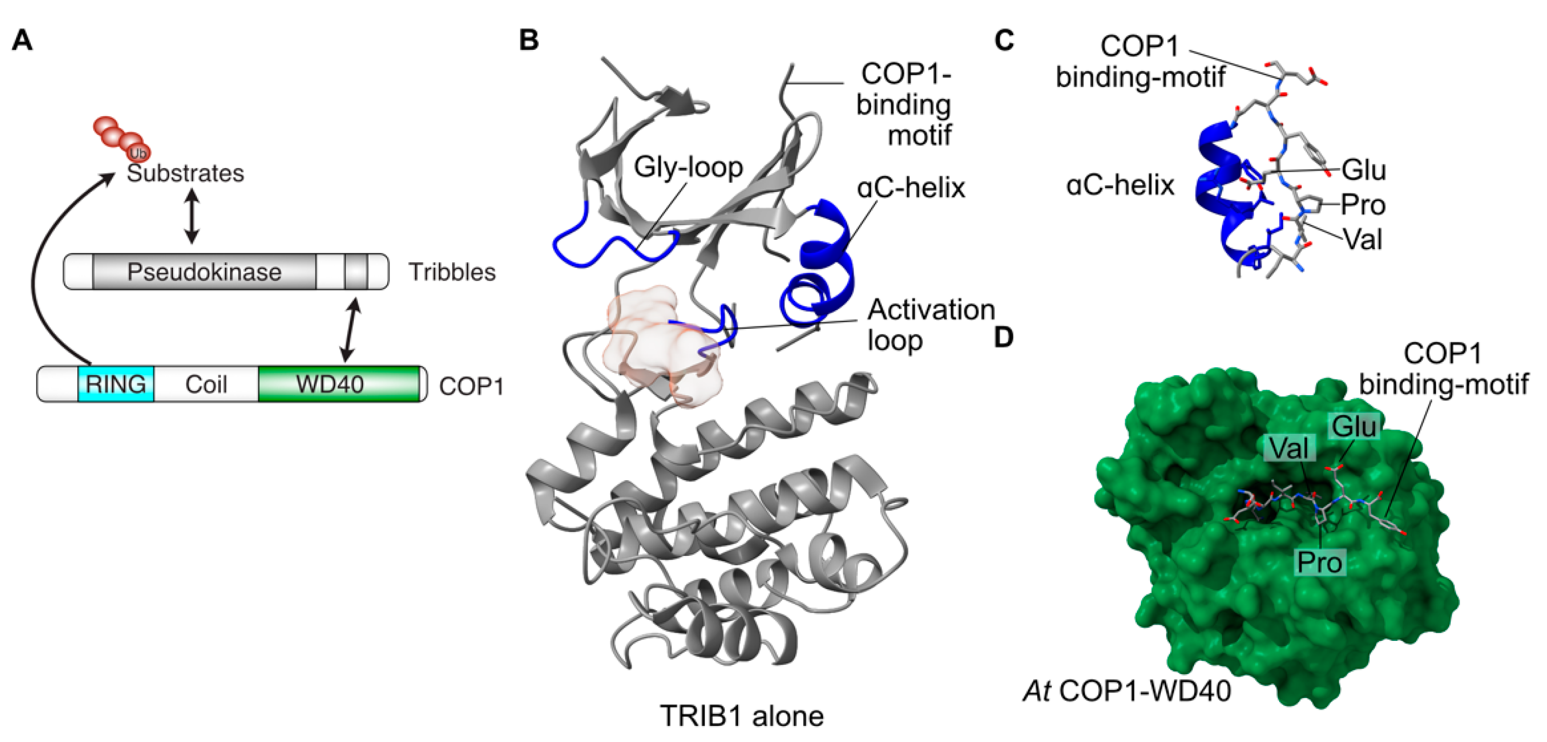 Cancers 13 03060 g001