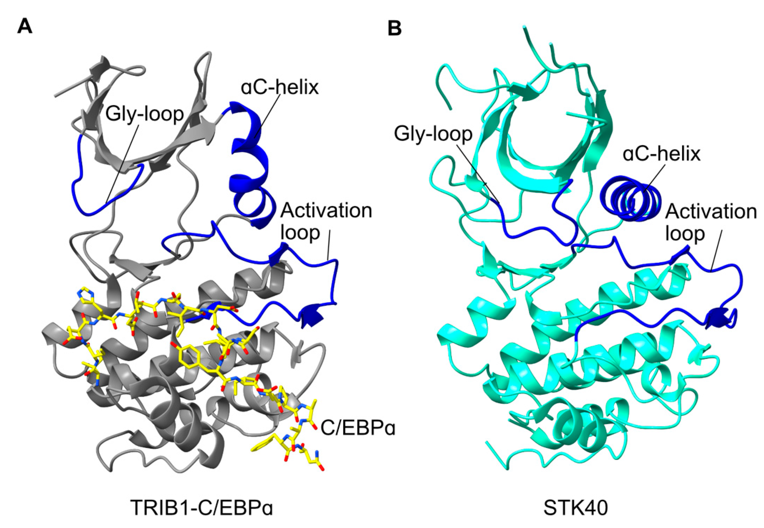 Cancers 13 03060 g002