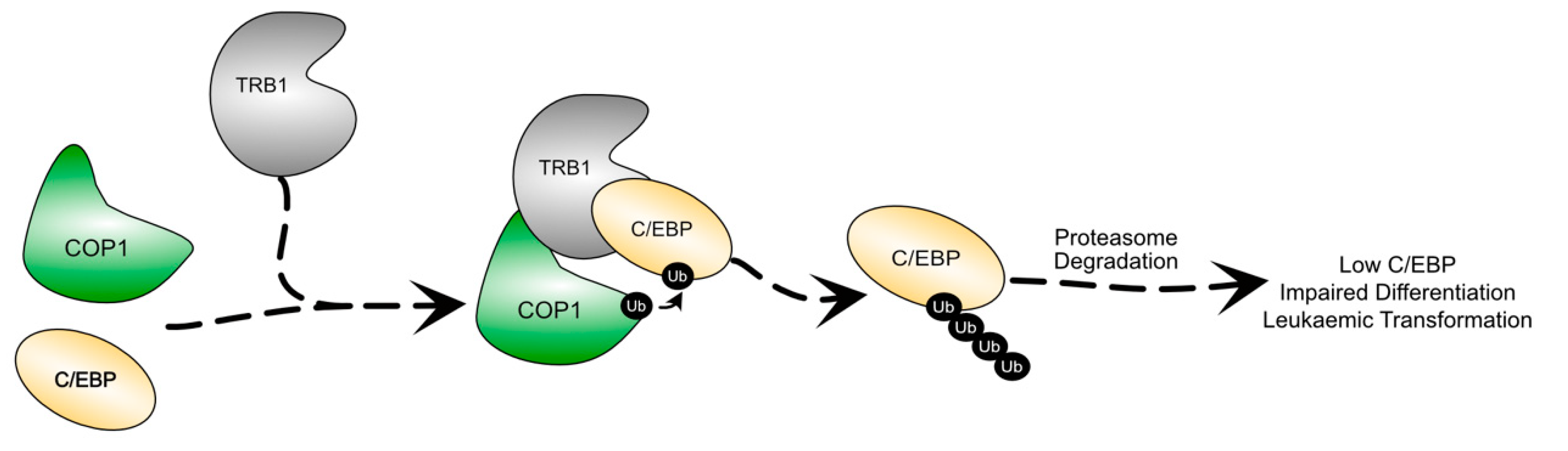Cancers 13 03060 g003