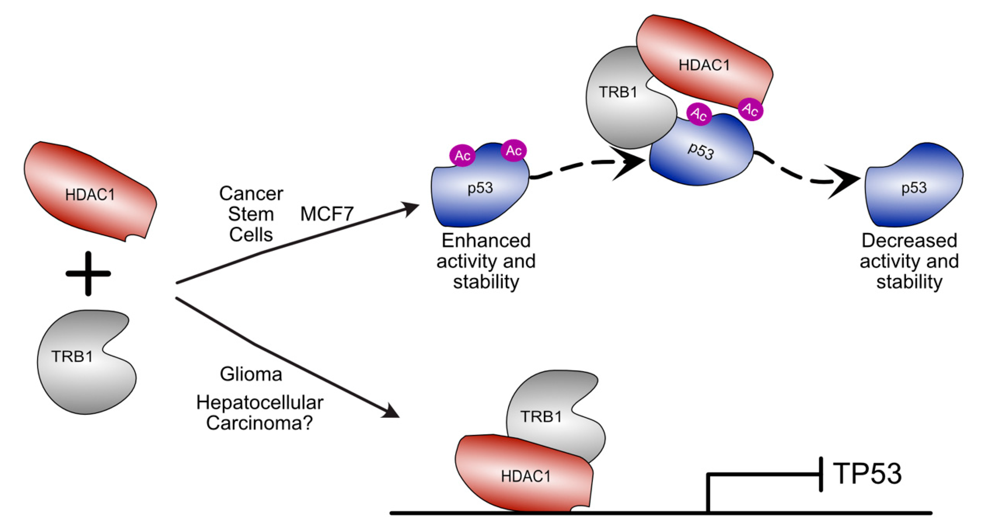 Cancers 13 03060 g004