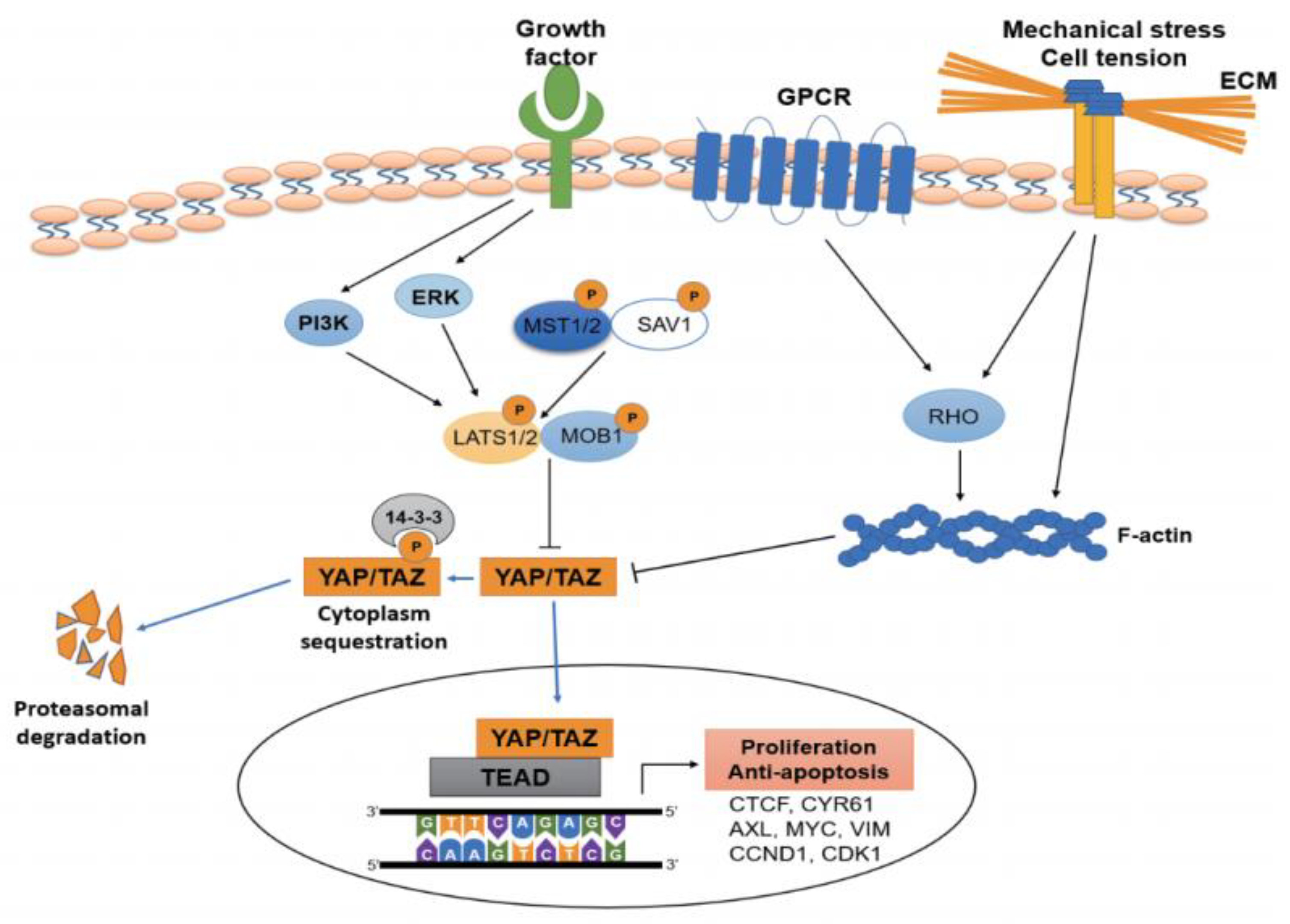 Cancers 13 03069 g001