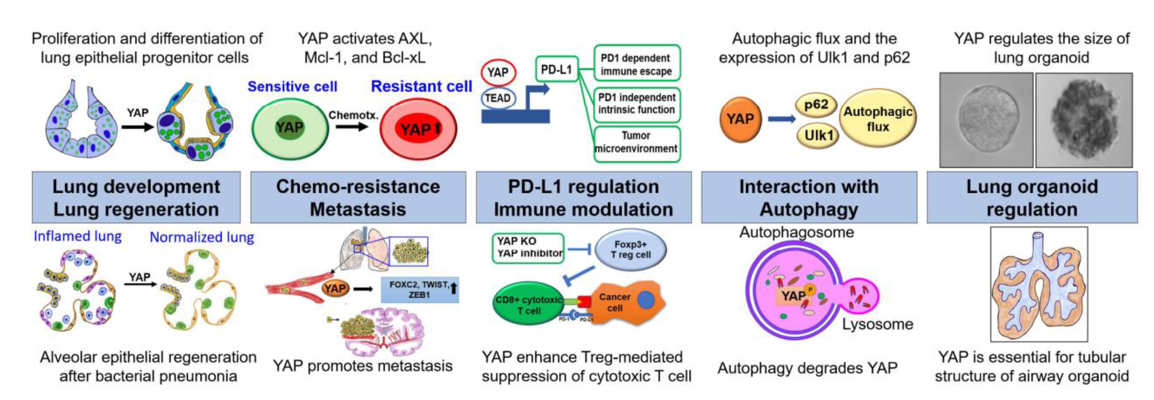 Cancers 13 03069 g002