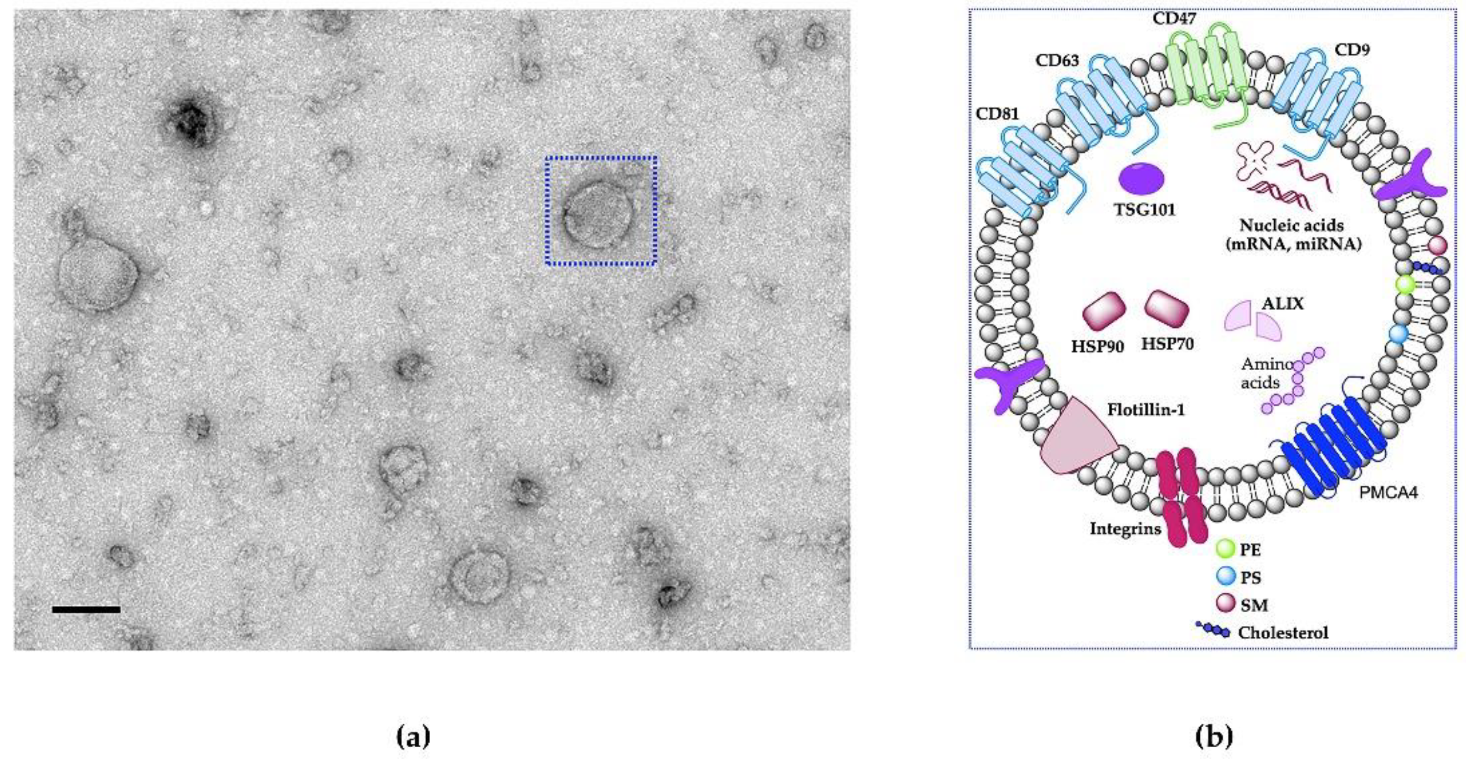 Cancers 13 03075 g001