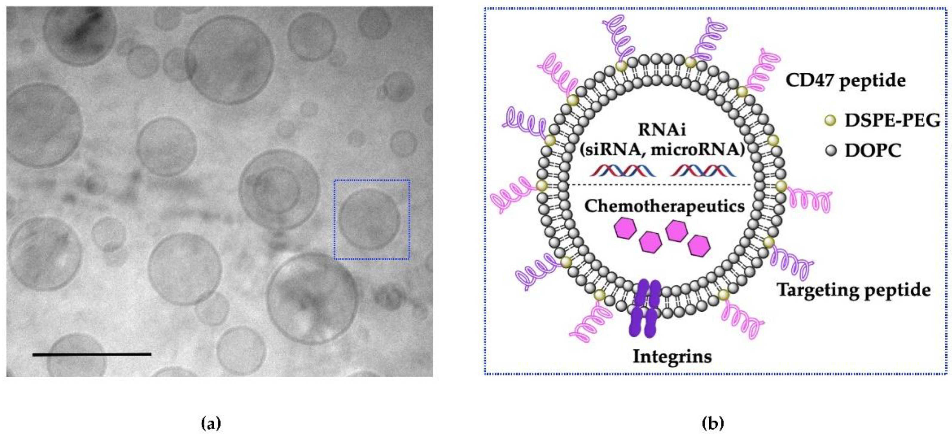 Cancers 13 03075 g002