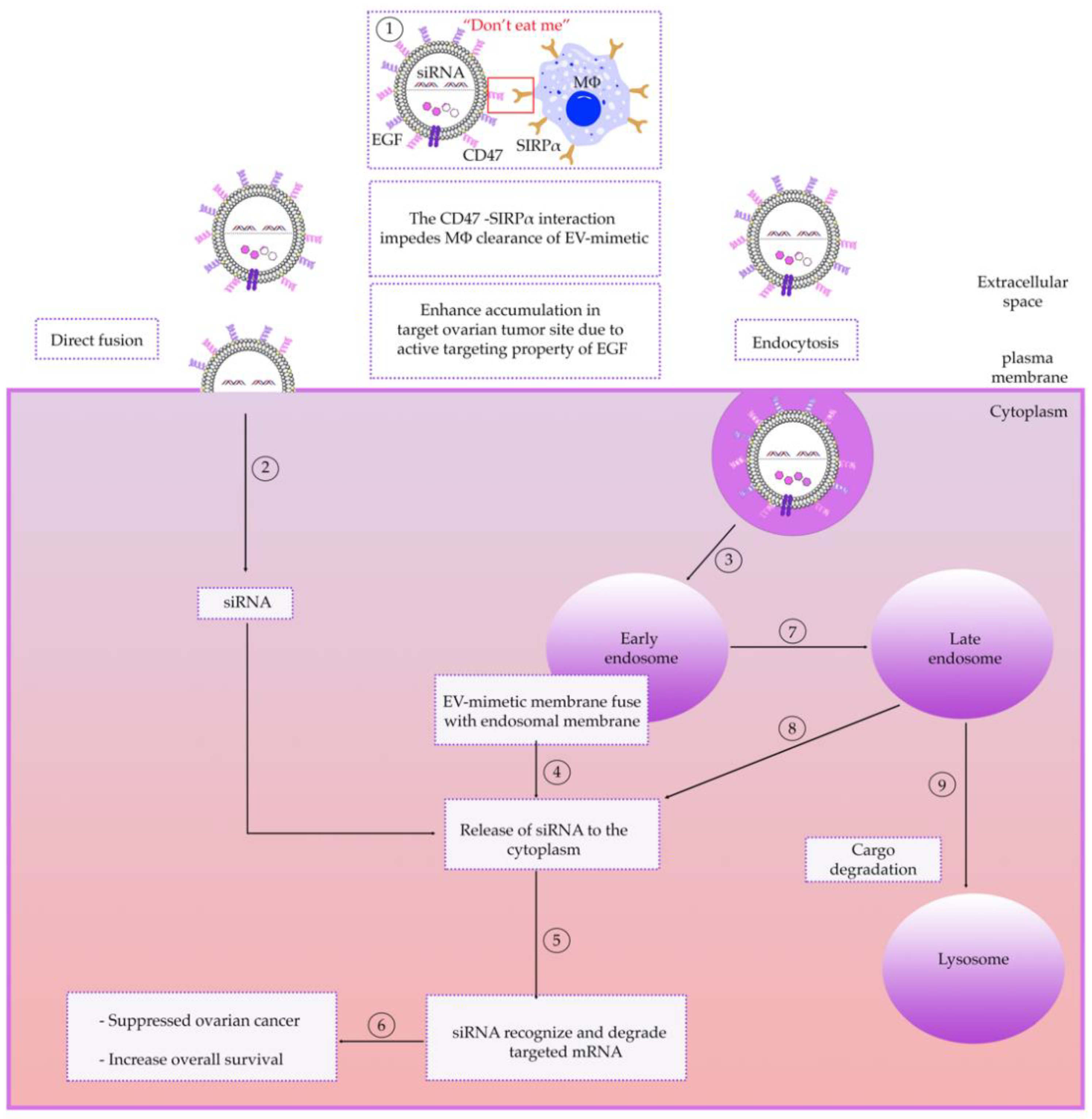 Cancers 13 03075 g003