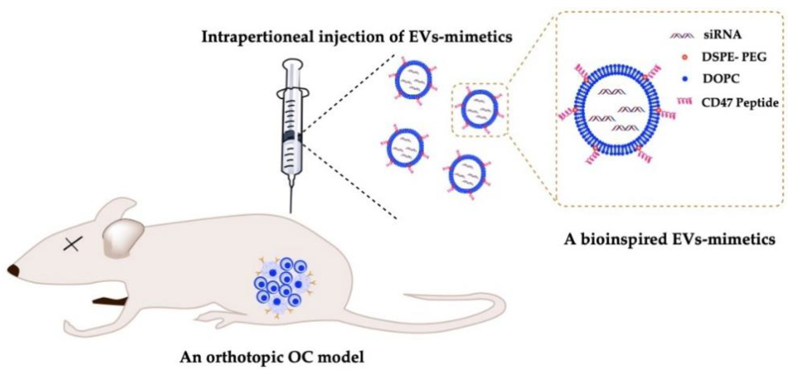 Cancers 13 03075 g004
