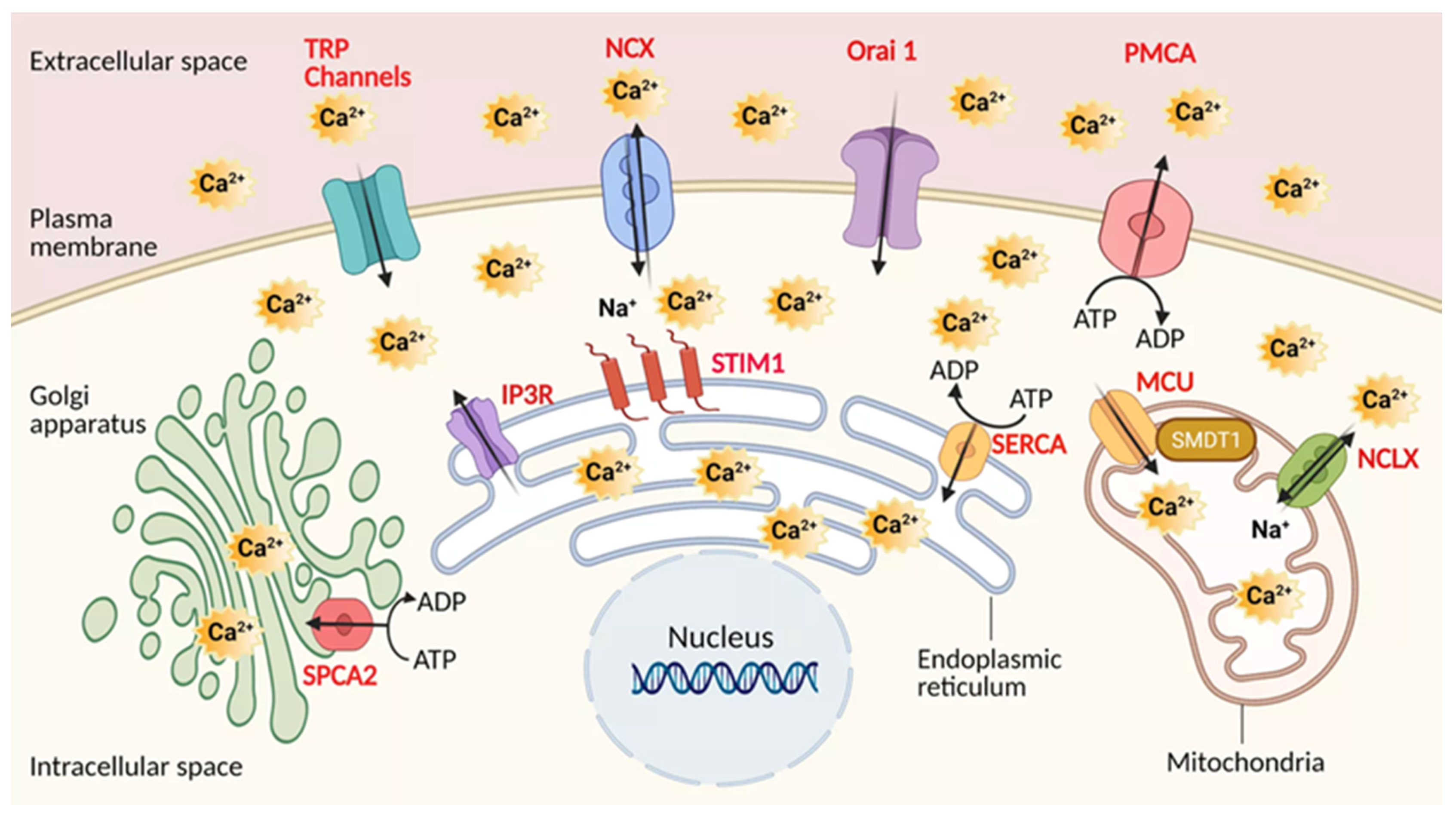 Cancers 13 03085 g001