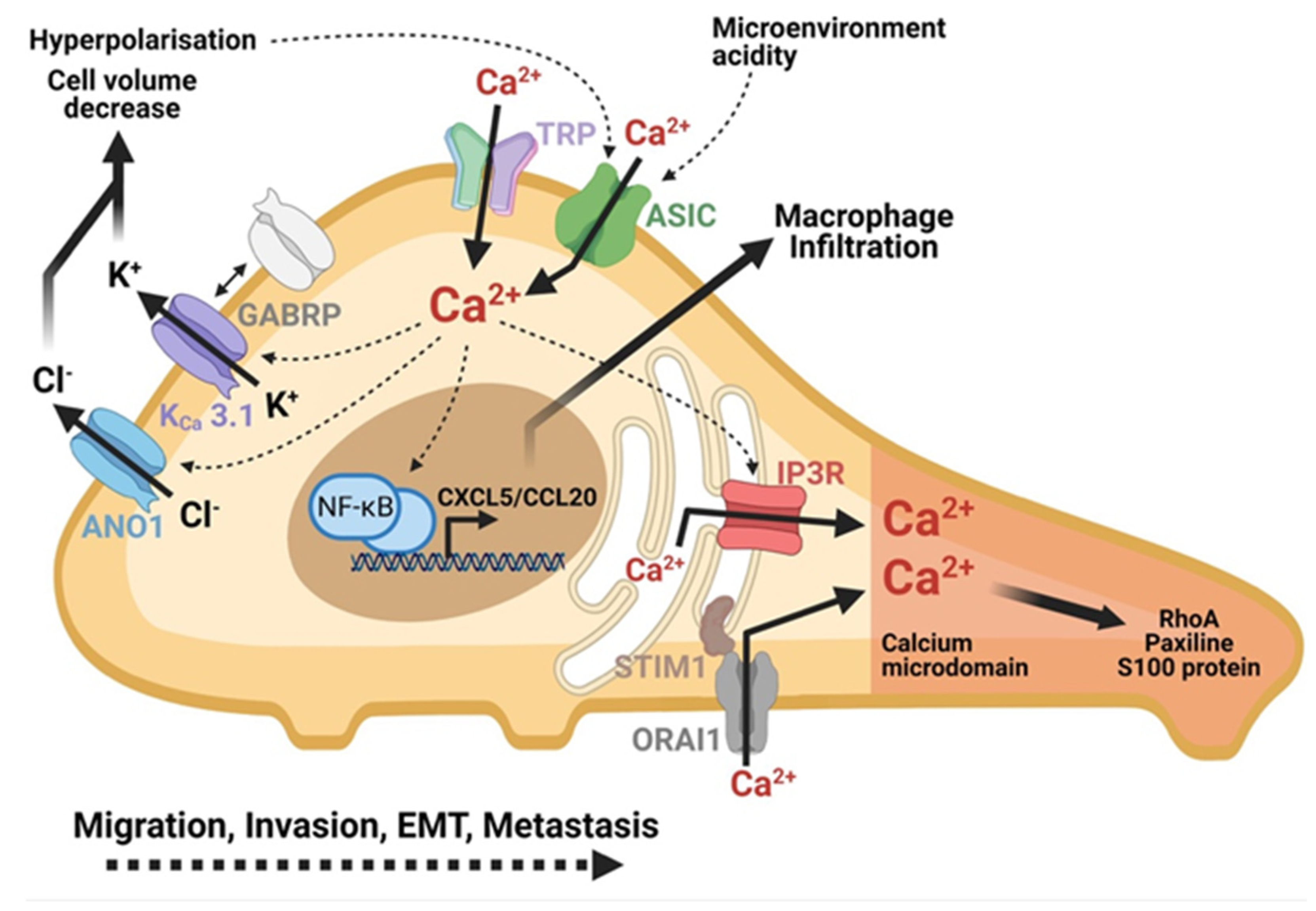 Cancers 13 03085 g003
