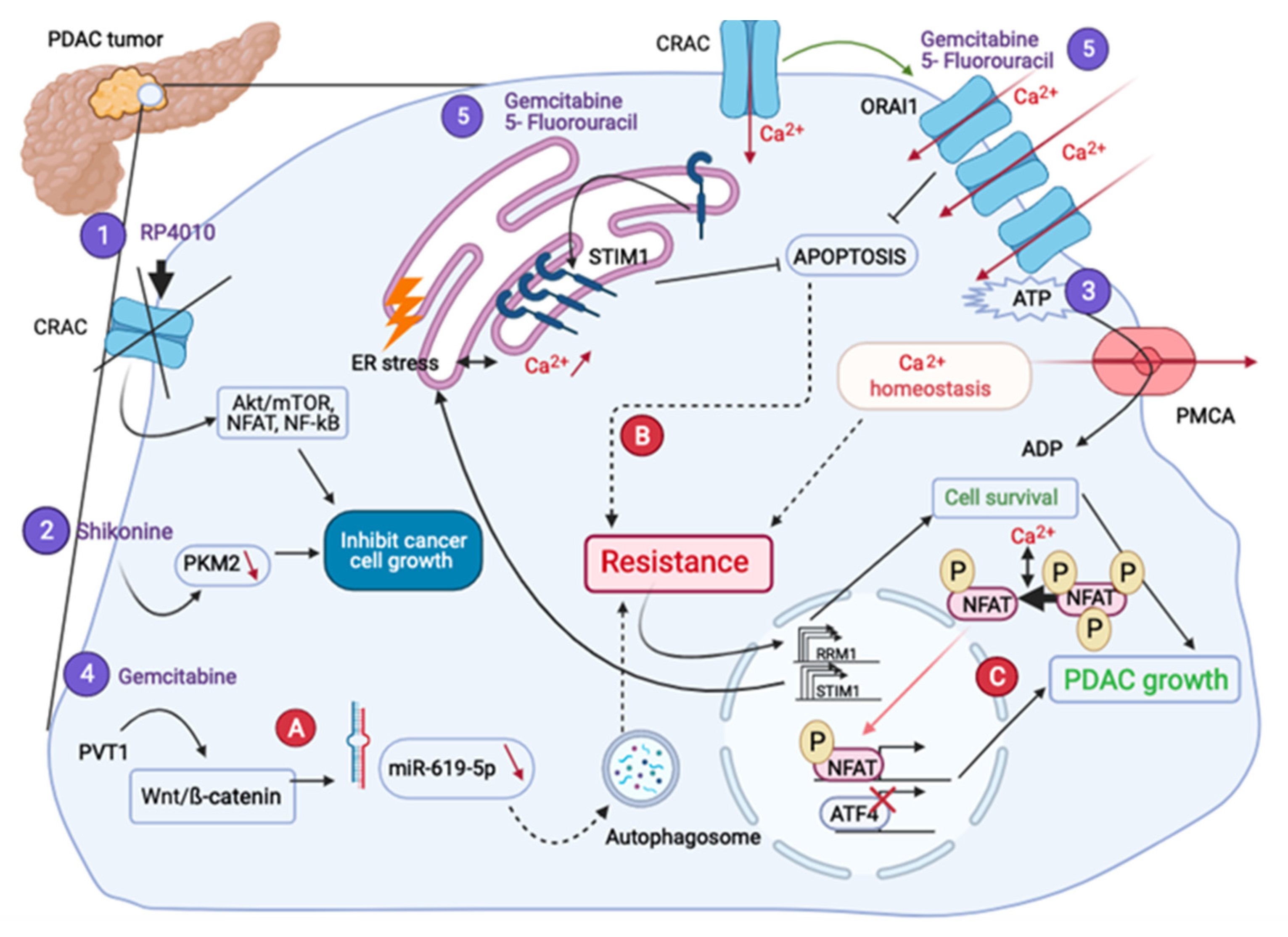 Cancers 13 03085 g004