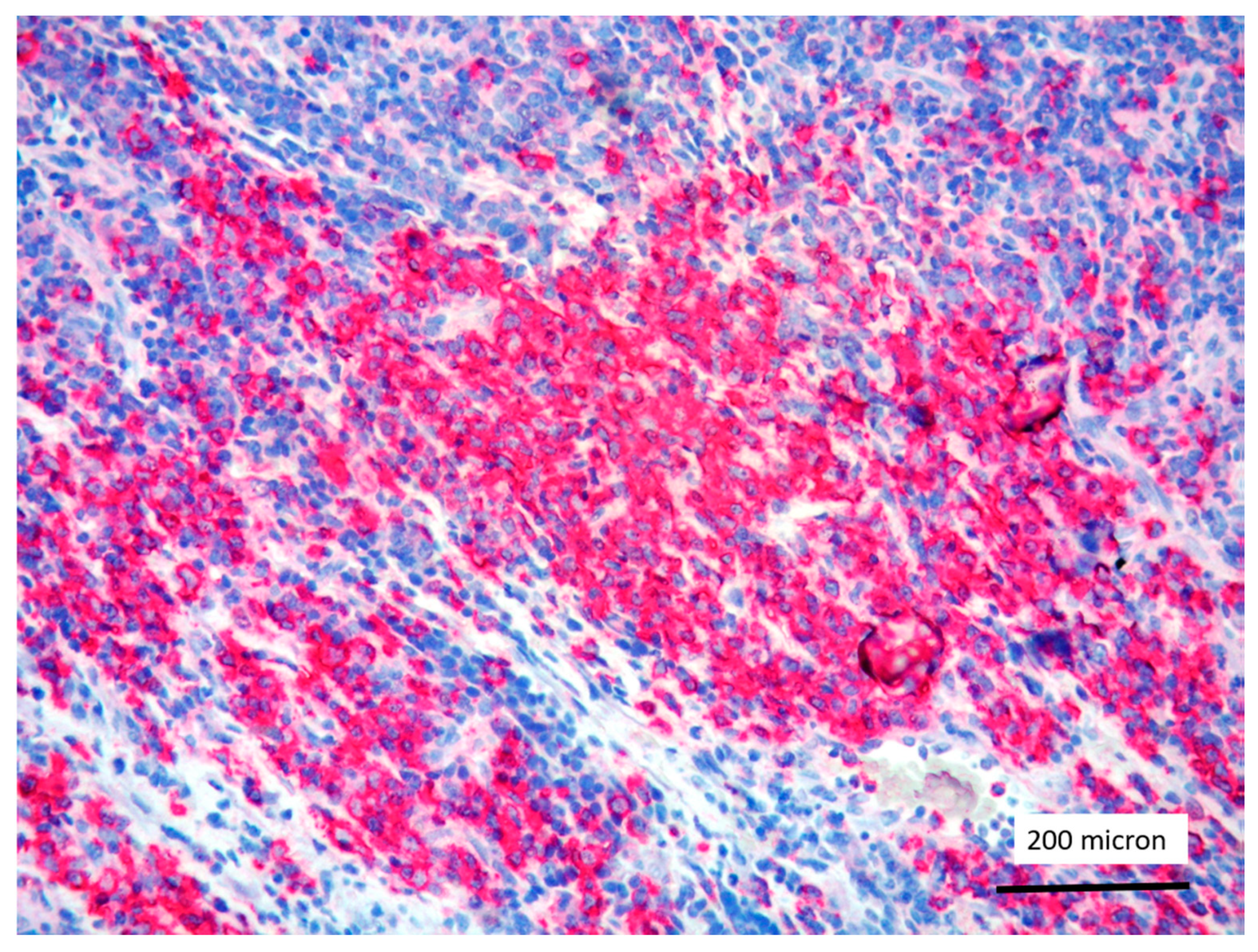 Cancers 13 03102 g004