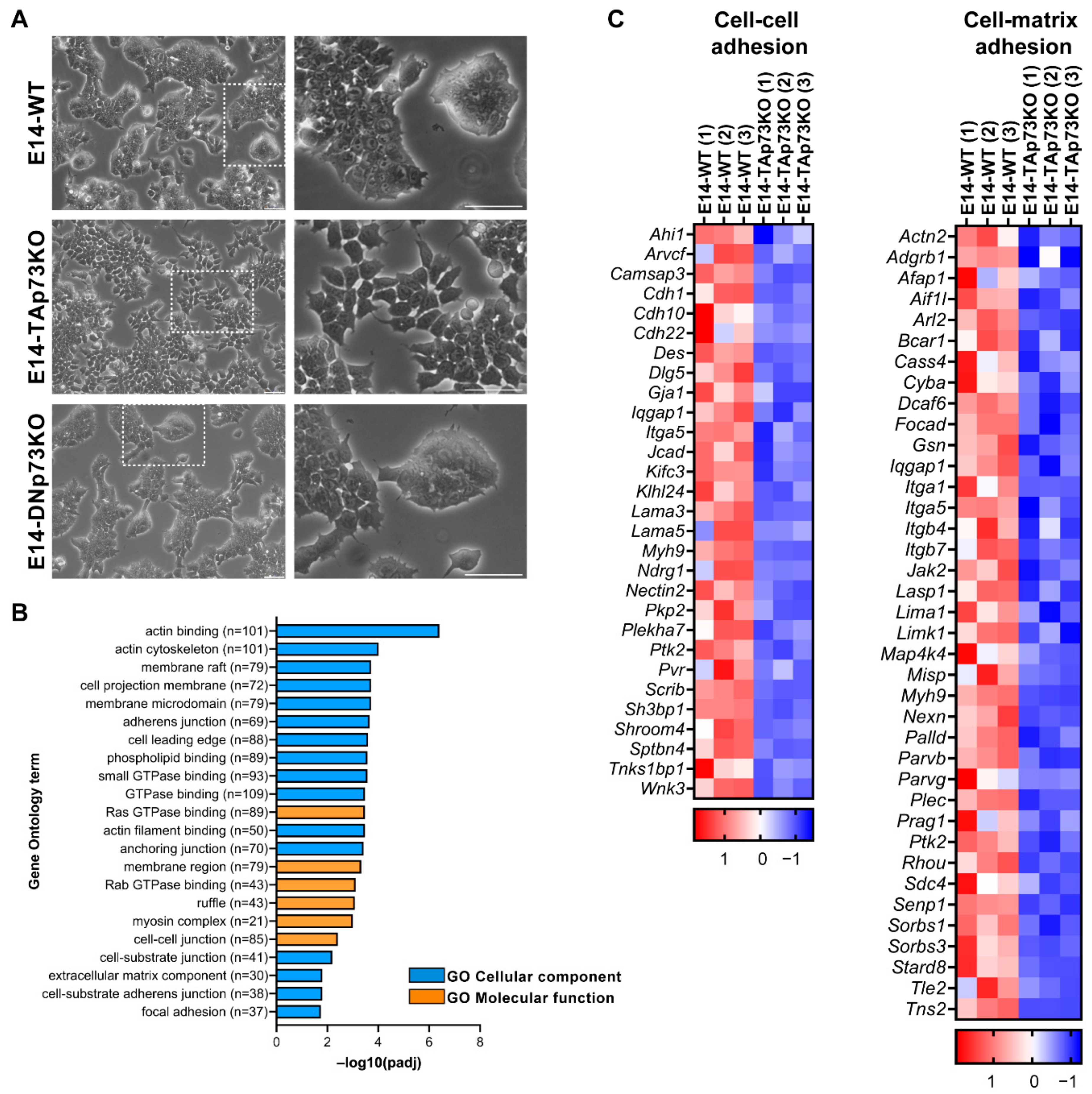 Cancers 13 03182 g004