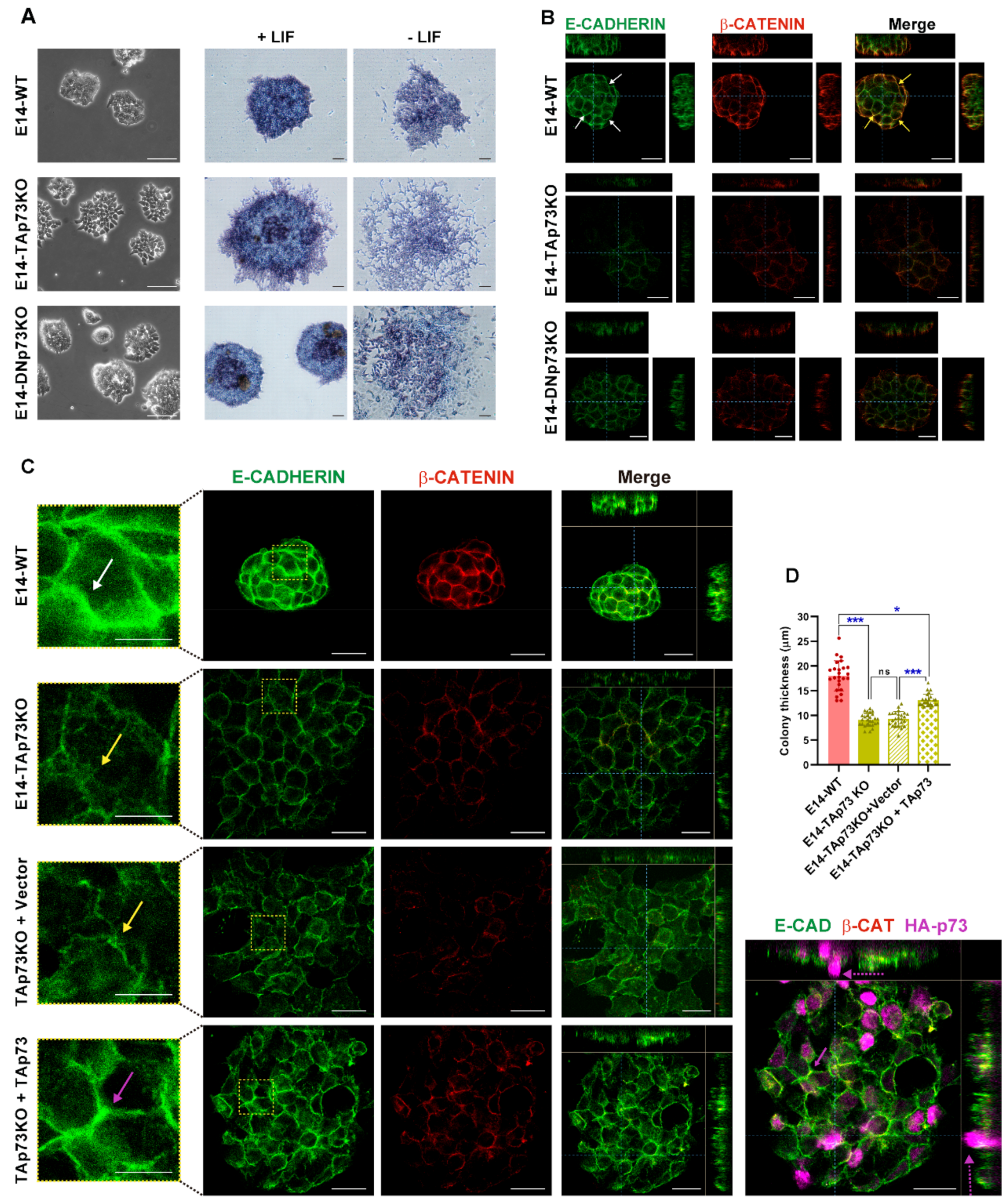 Cancers 13 03182 g006