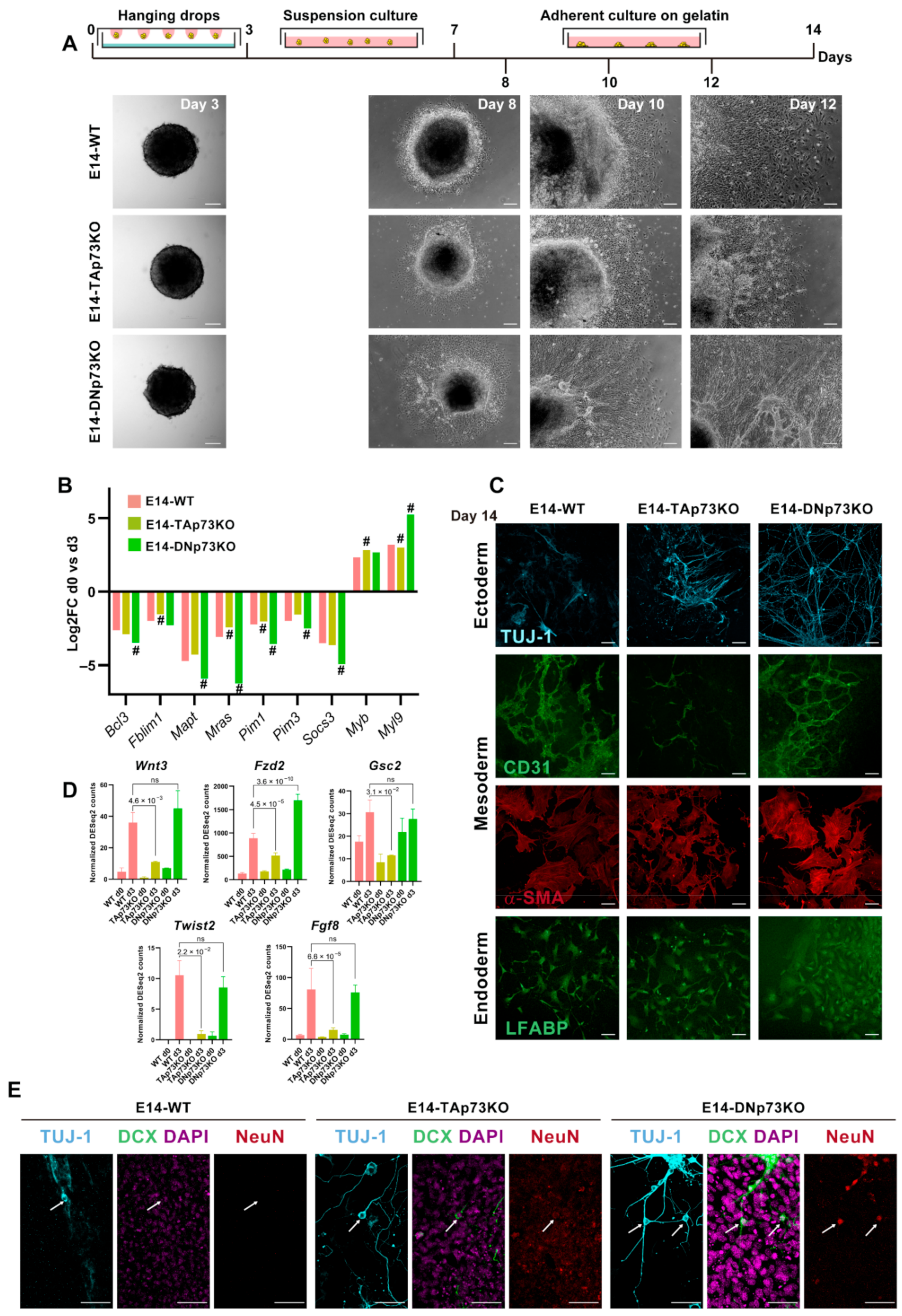 Cancers 13 03182 g008