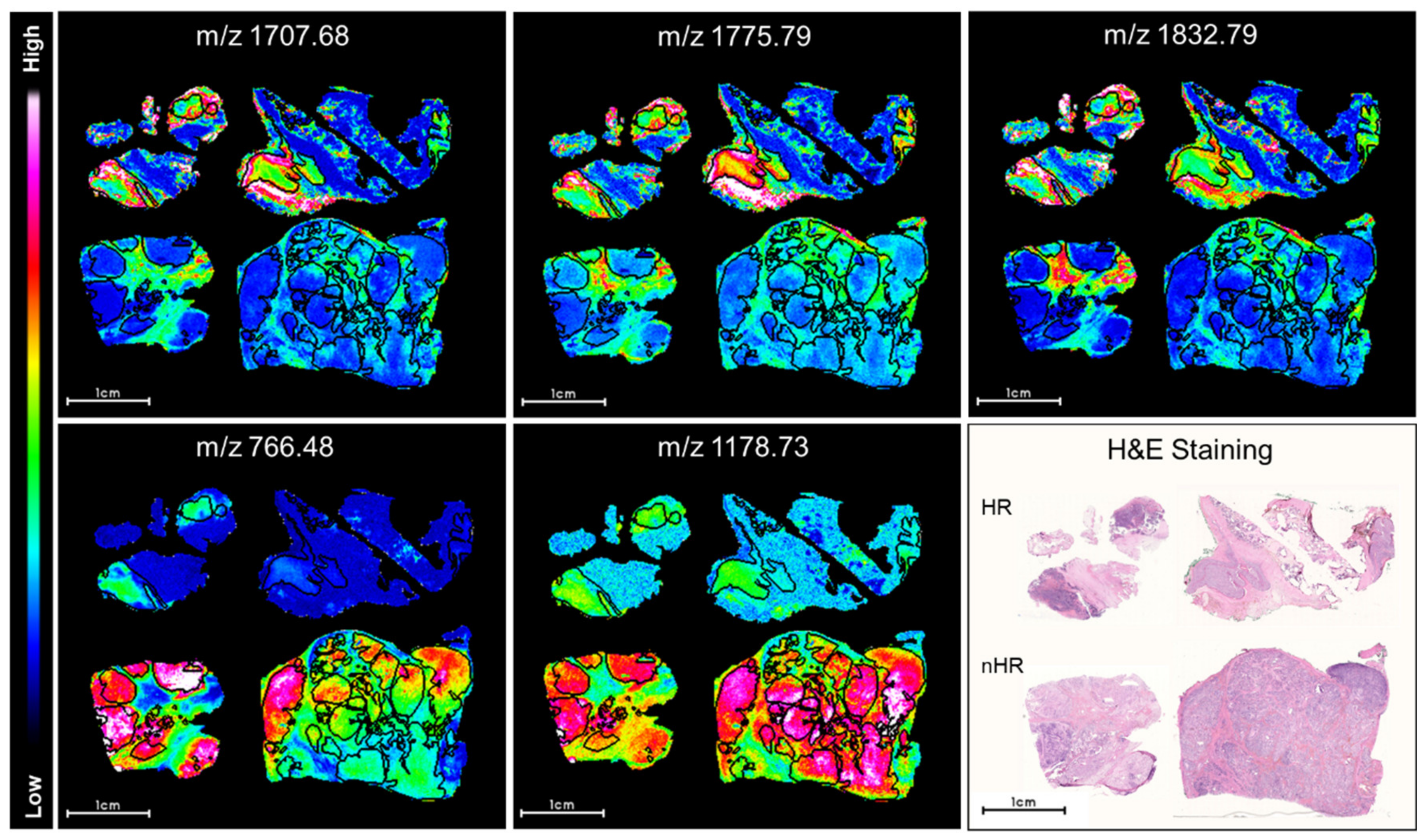 Cancers 13 03184 g002