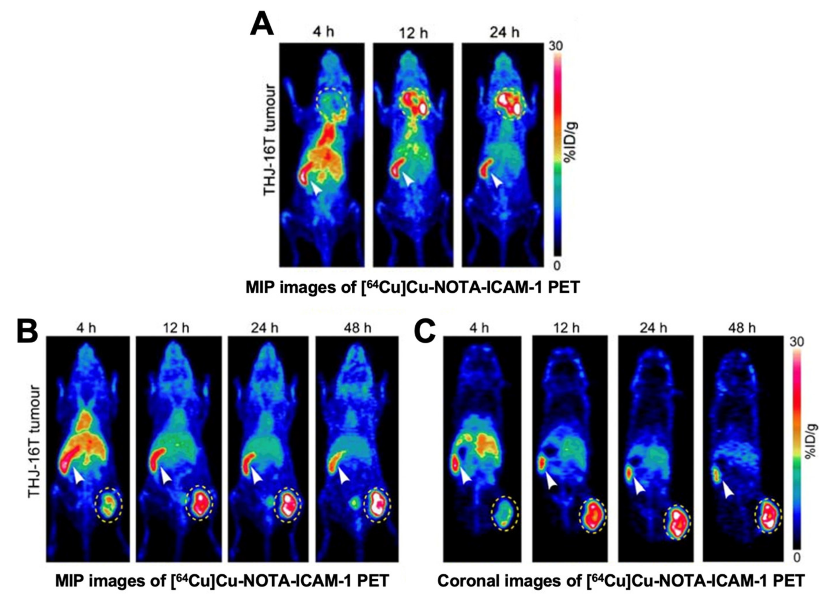 Cancers 13 03188 g009 Cancers 13 03188 g009
