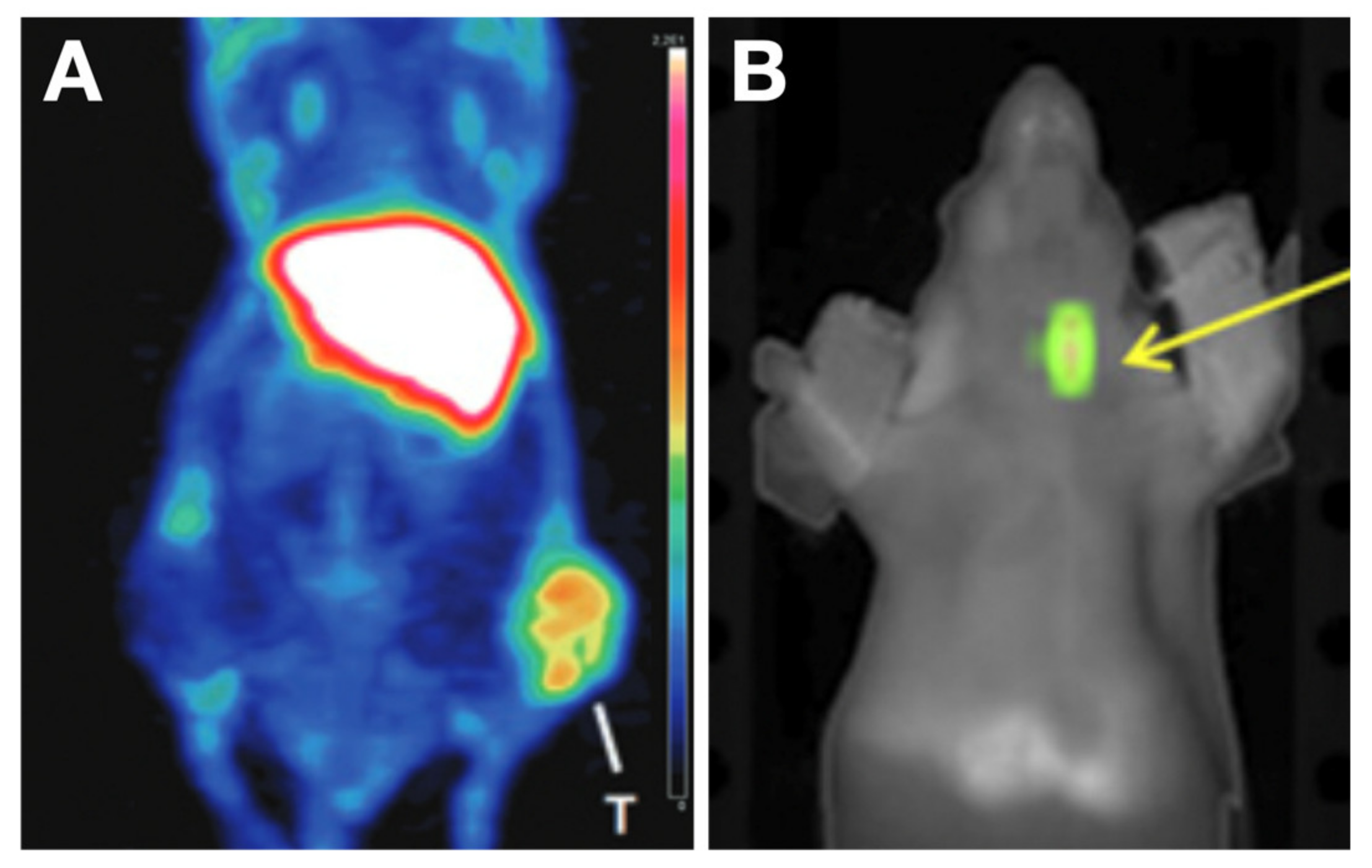 Cancers 13 03188 g010 Cancers 13 03188 g010