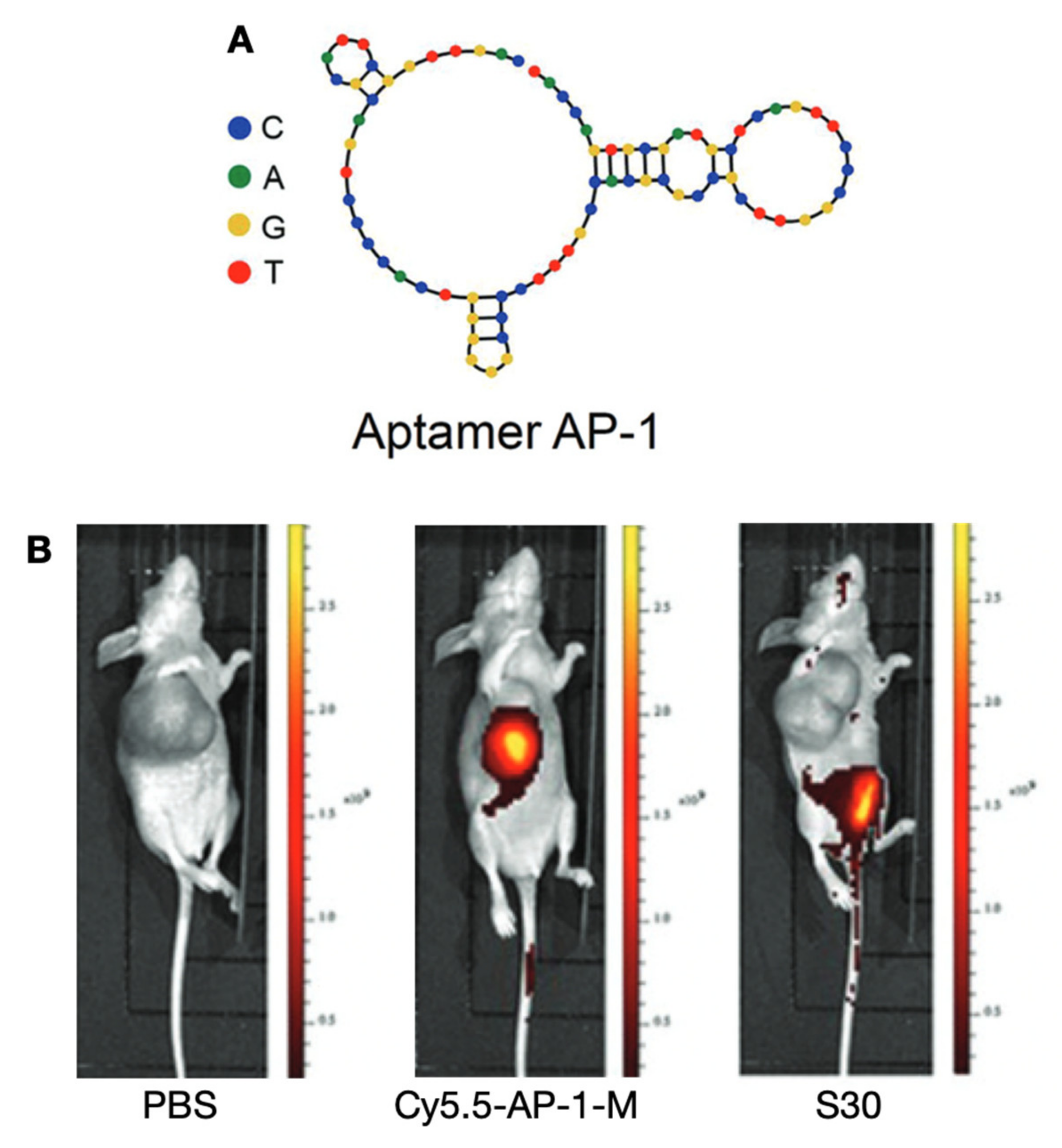 Cancers 13 03188 g013 Cancers 13 03188 g013