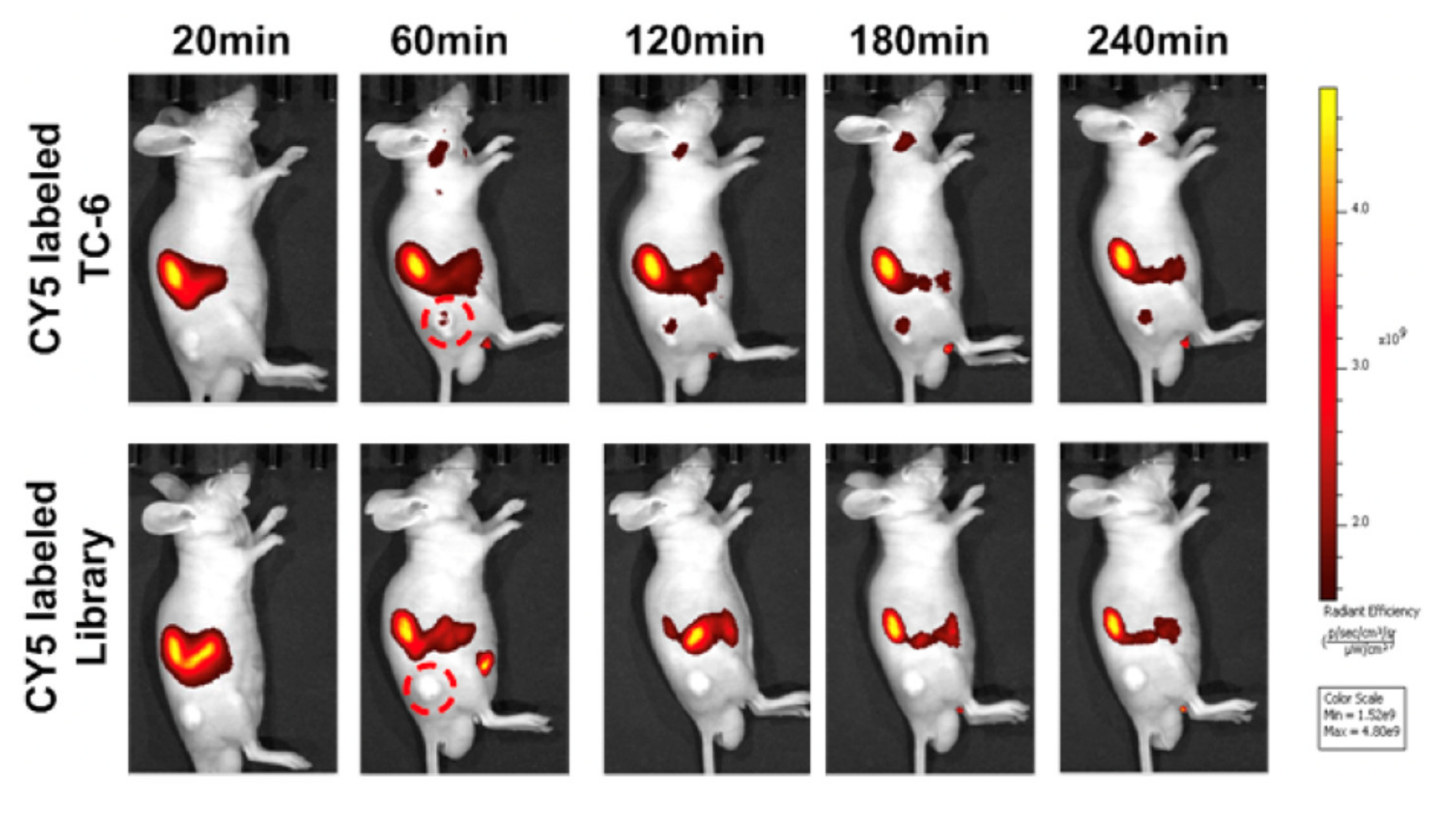 Cancers 13 03188 g014 Cancers 13 03188 g014