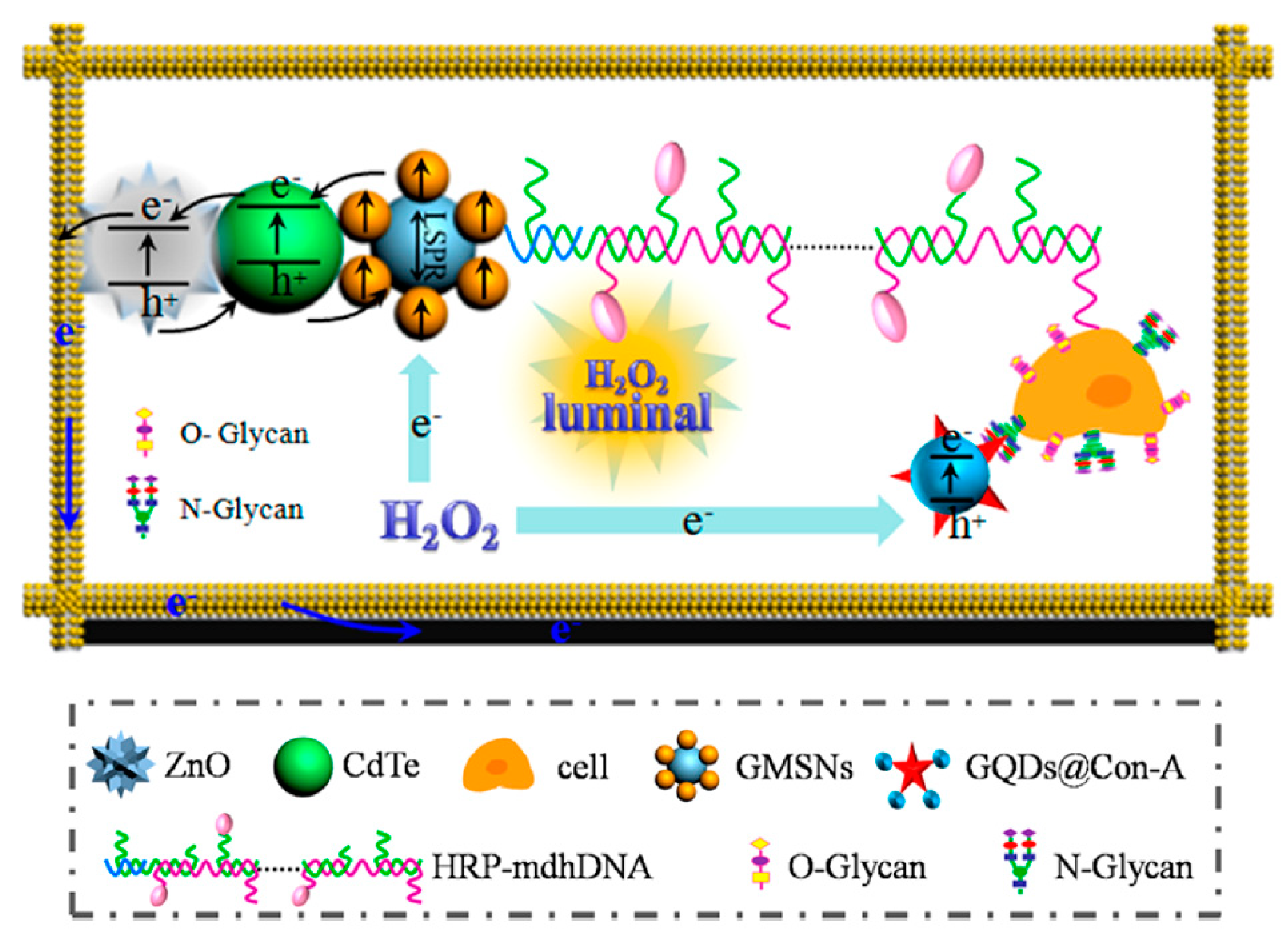 Cancers 13 03194 g007