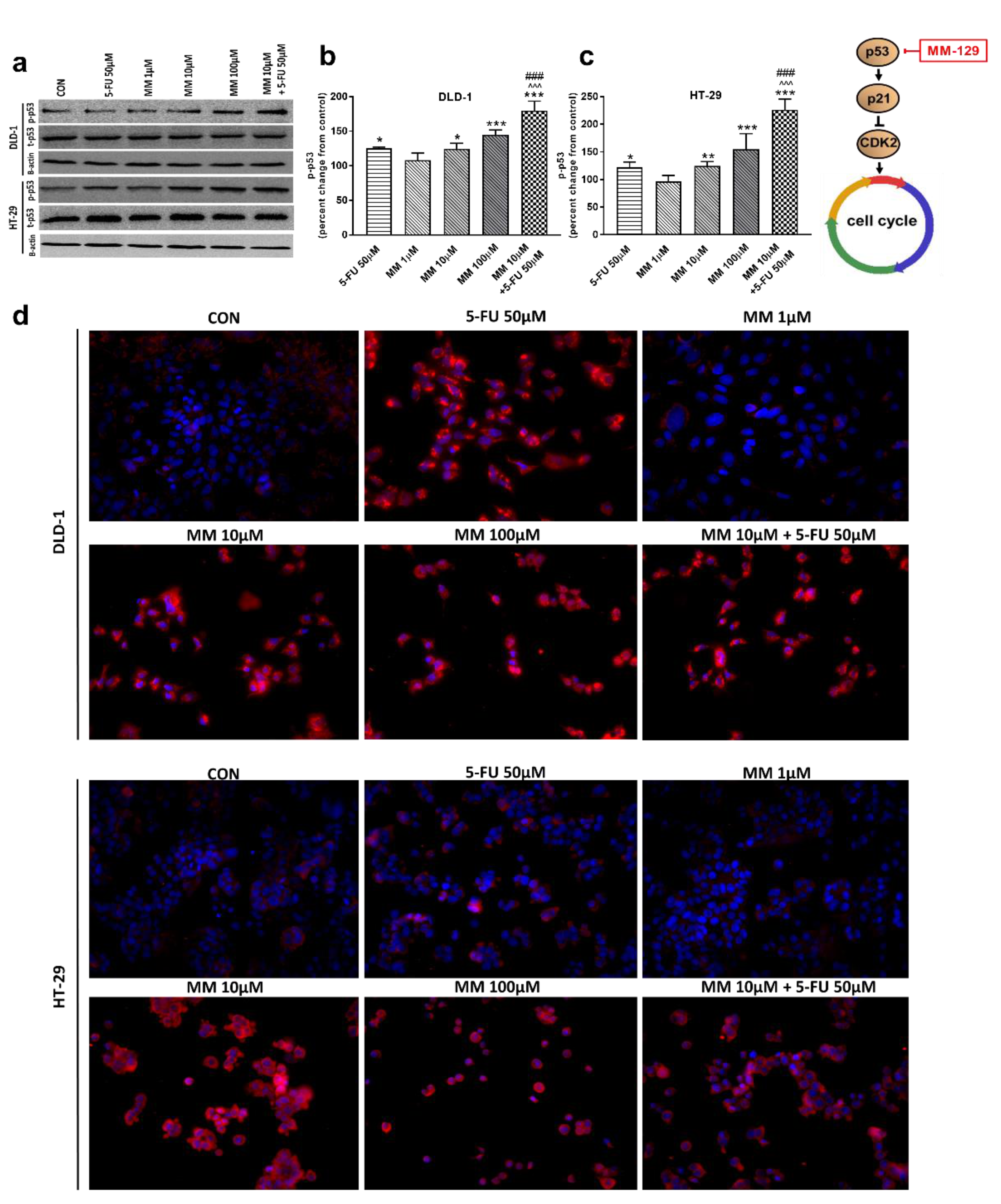 Cancers 13 03203 g007