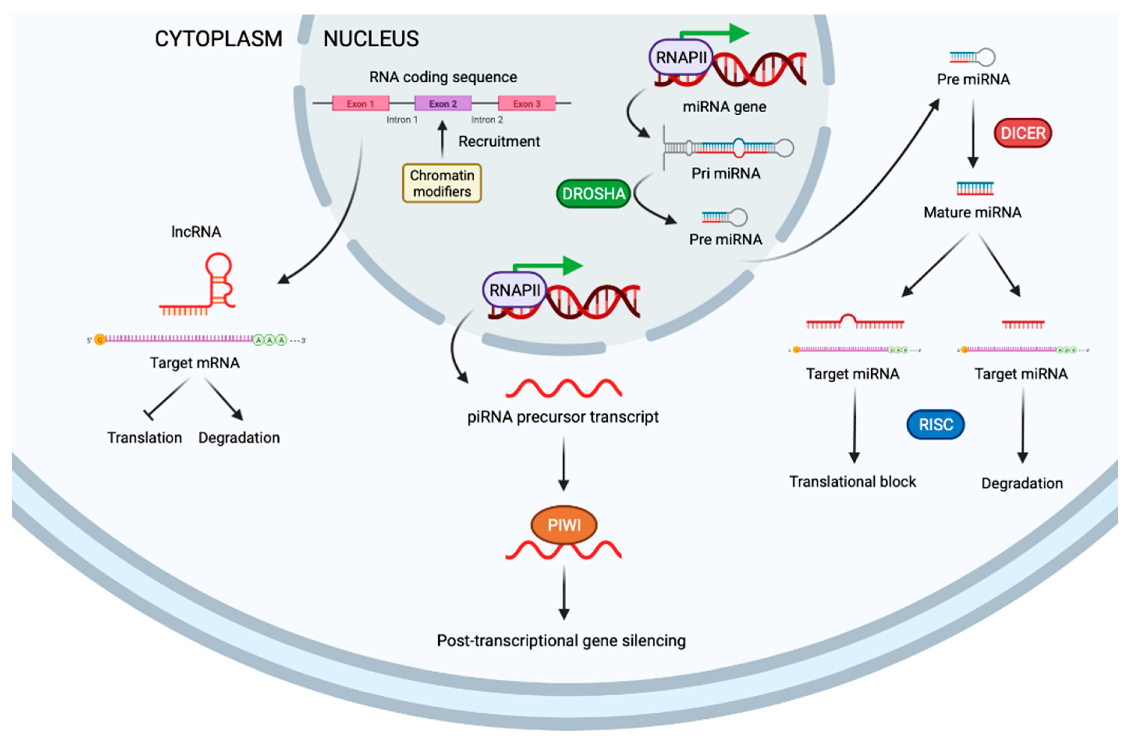 Cancers 13 03209 g003