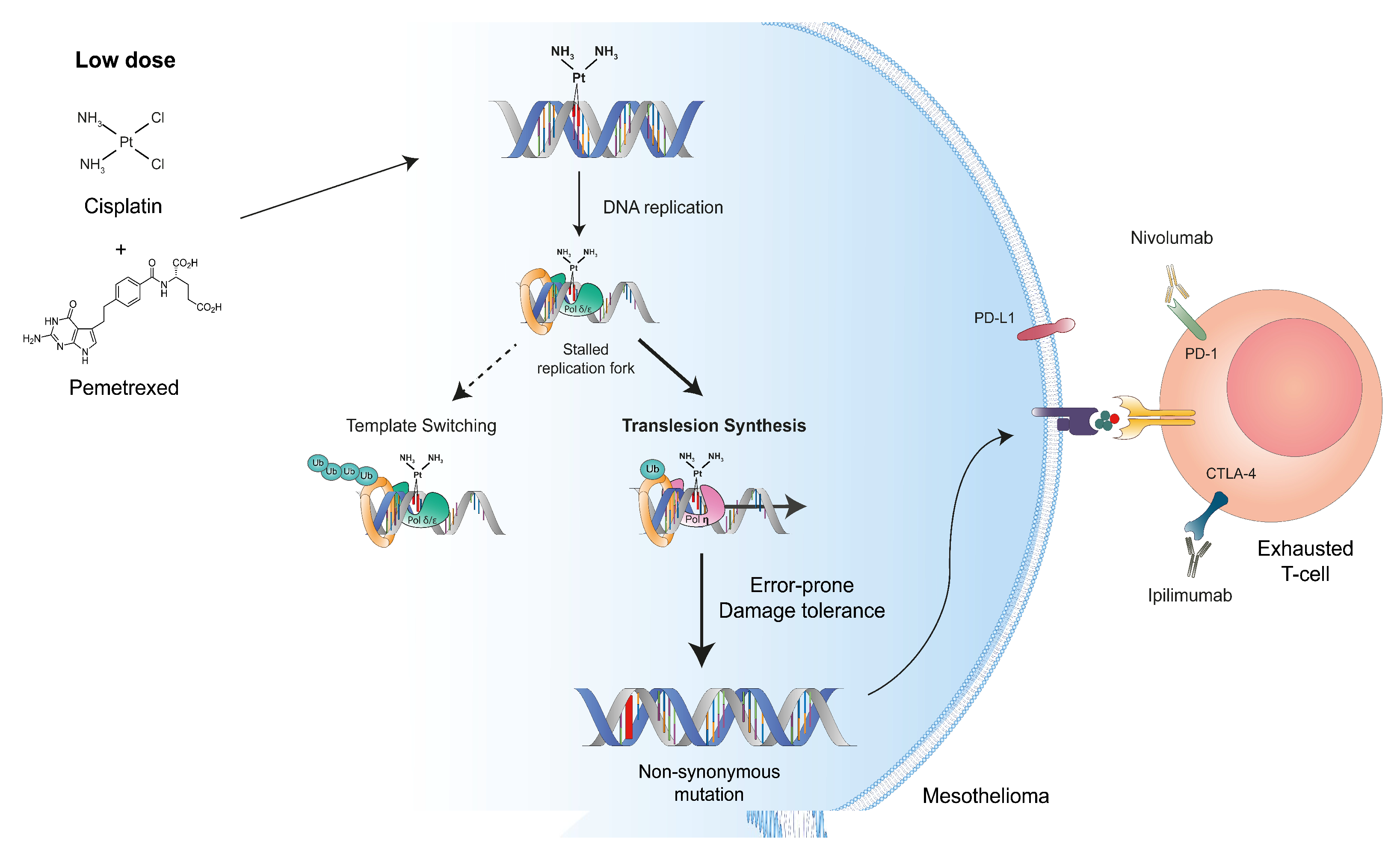 Cancers 13 03211 g005