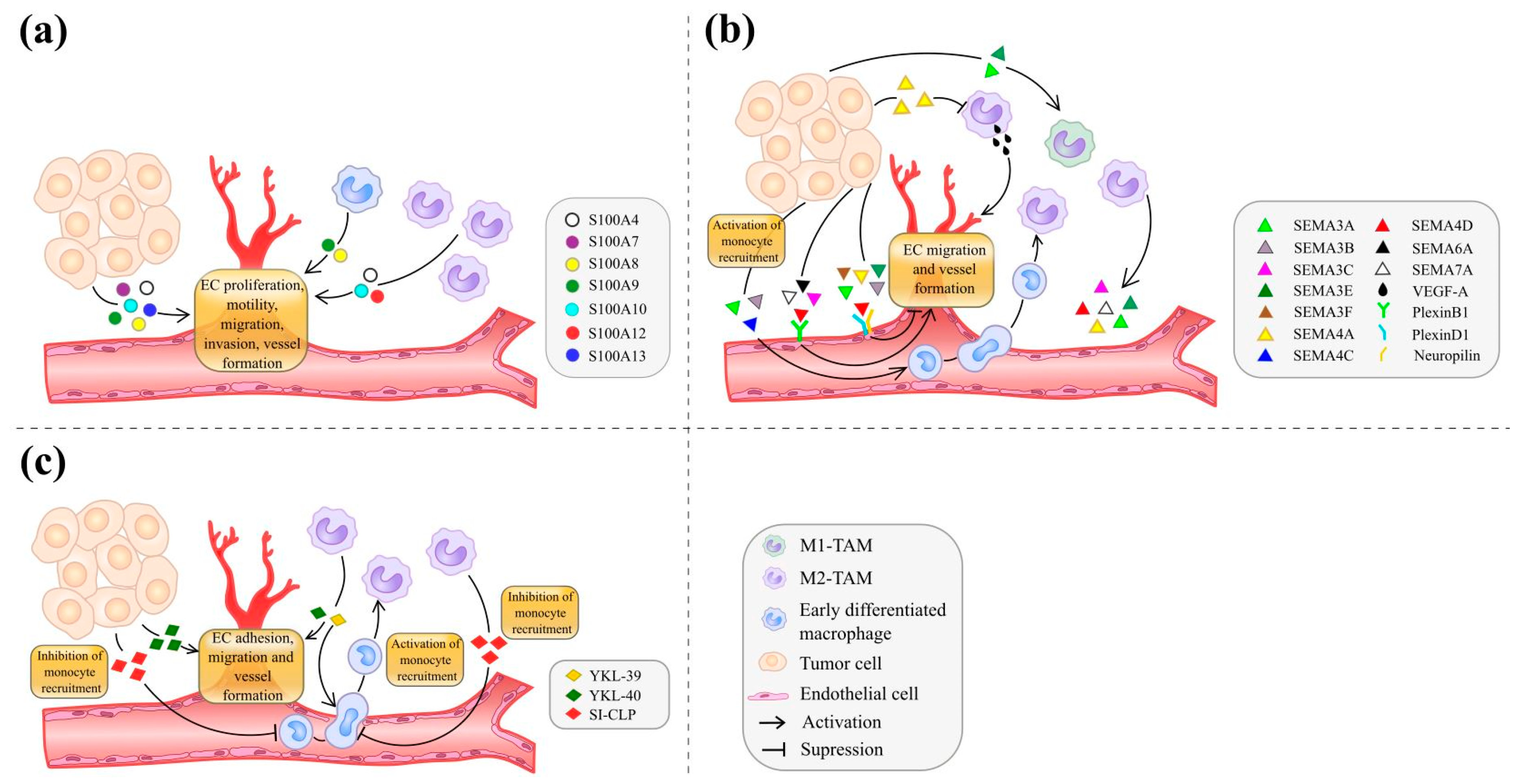 Cancers 13 03253 g001 Cancers 13 03253 g001