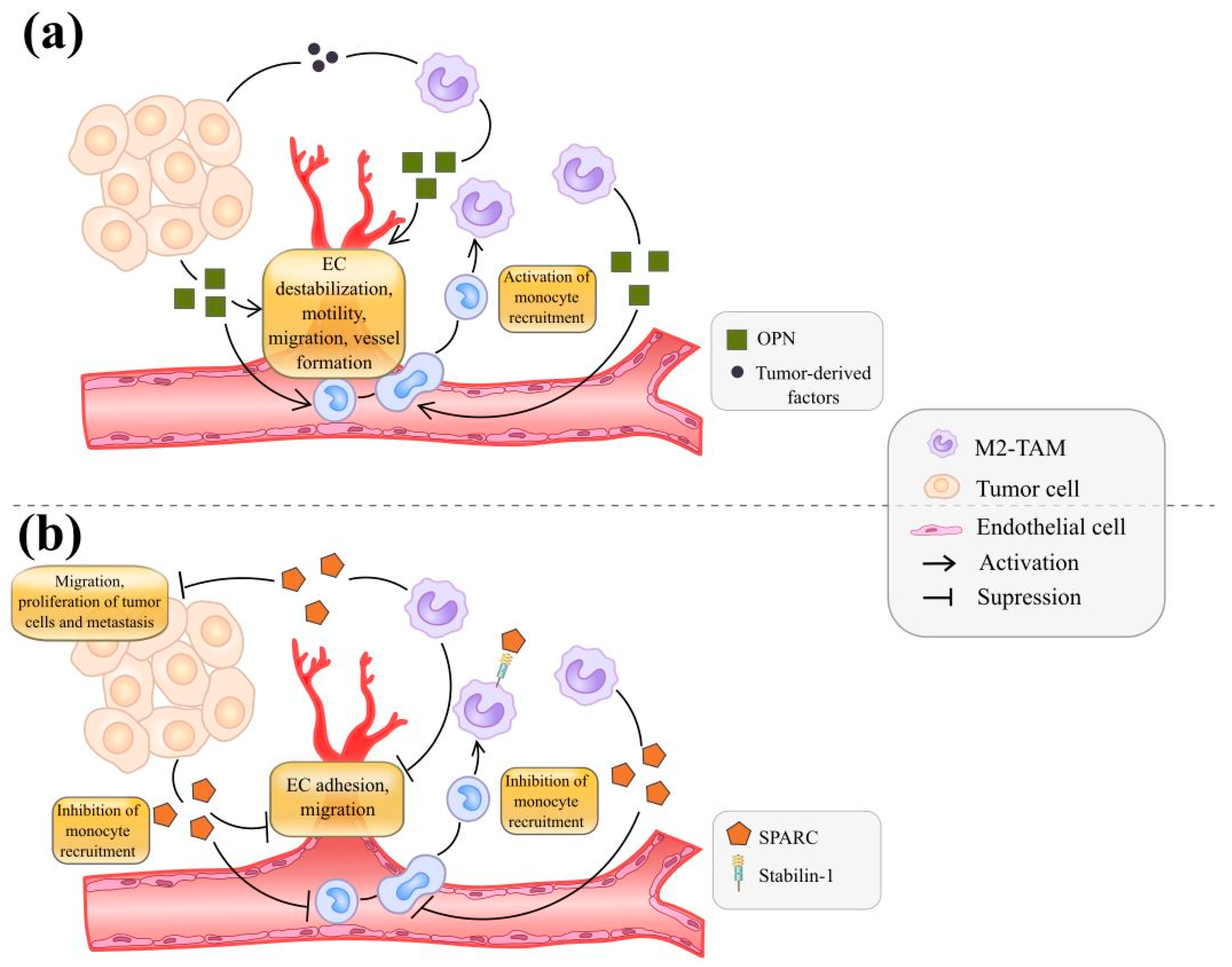 Cancers 13 03253 g002 Cancers 13 03253 g002