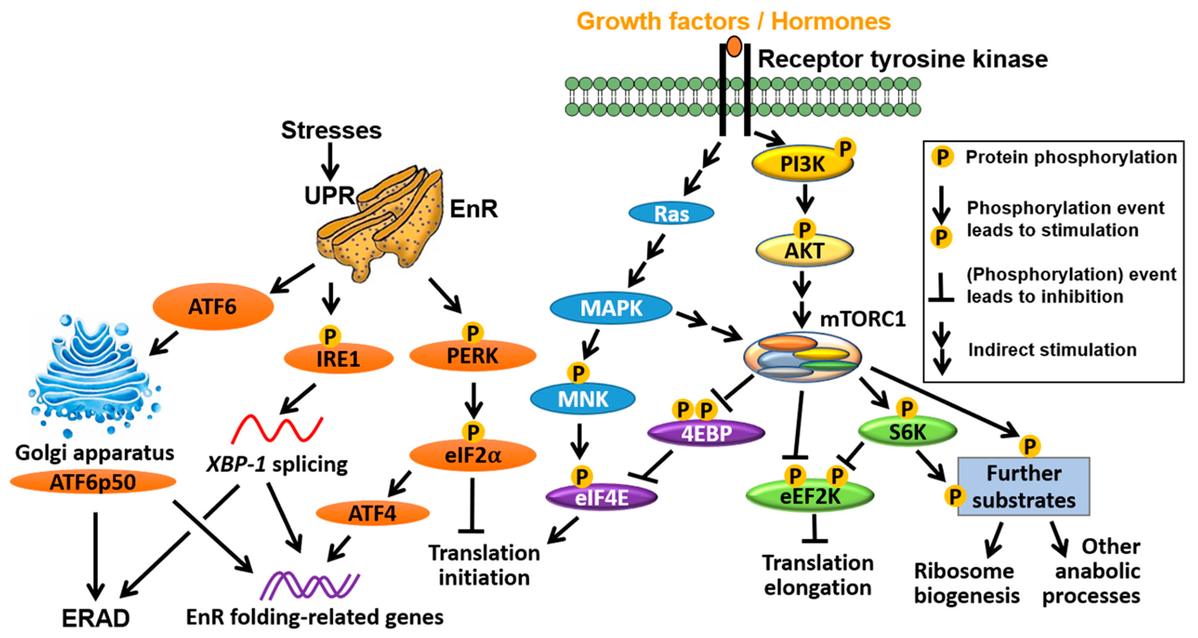 Cancers 13 03254 g002 Cancers 13 03254 g002