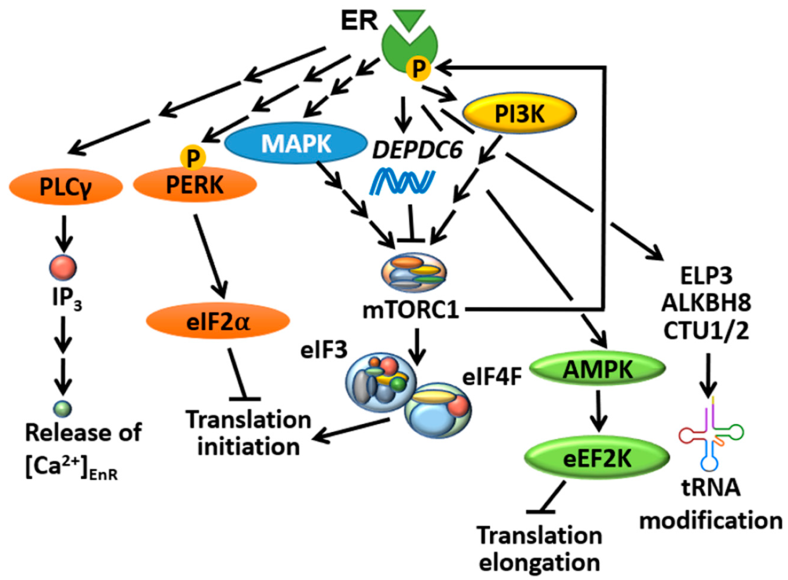 Cancers 13 03254 g003 Cancers 13 03254 g003