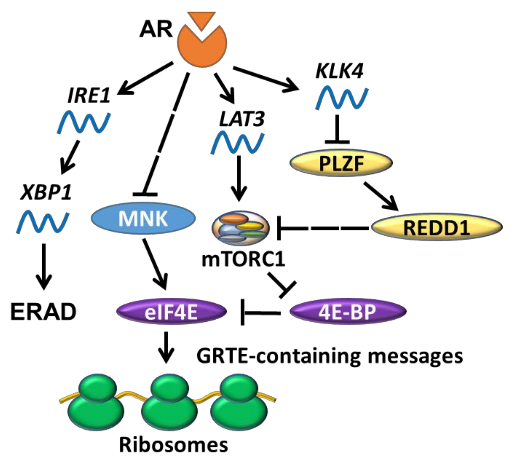 Cancers 13 03254 g004 Cancers 13 03254 g004