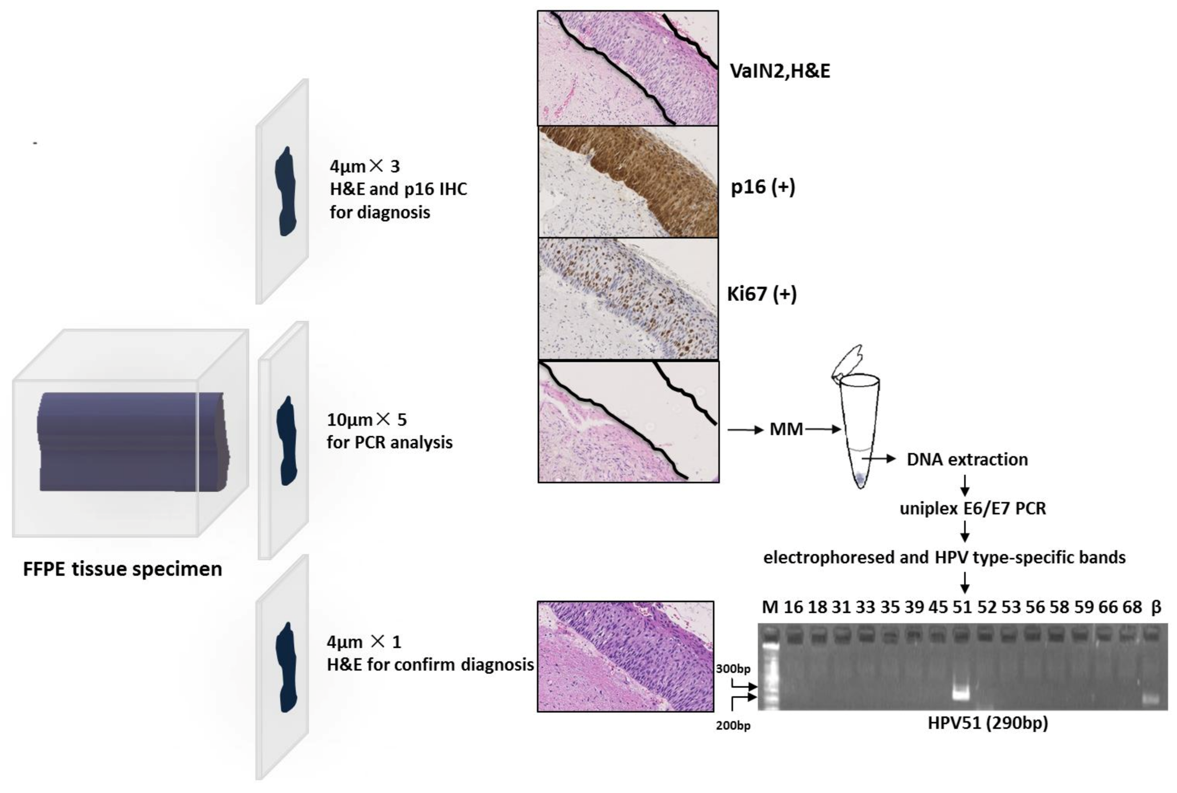 Cancers 13 03260 g002