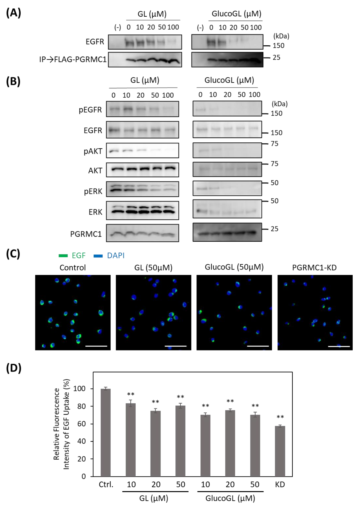 Cancers 13 03265 g004 Cancers 13 03265 g004