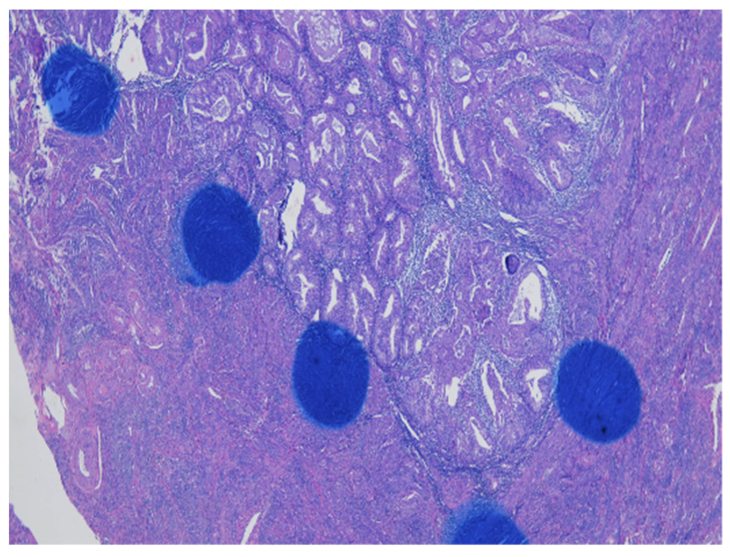 Cancers 13 03275 g001 Cancers 13 03275 g001