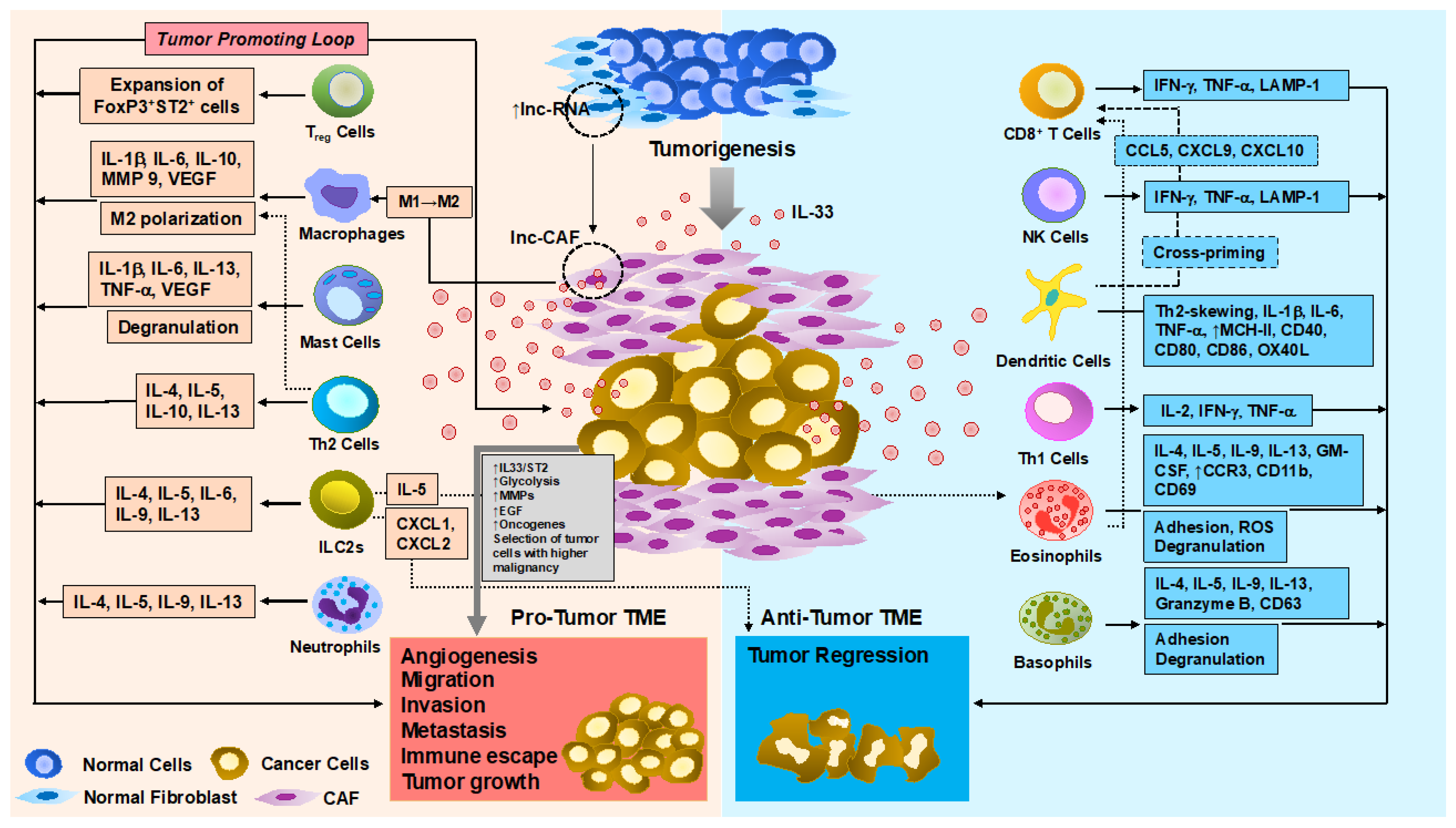 Cancers 13 03281 g001