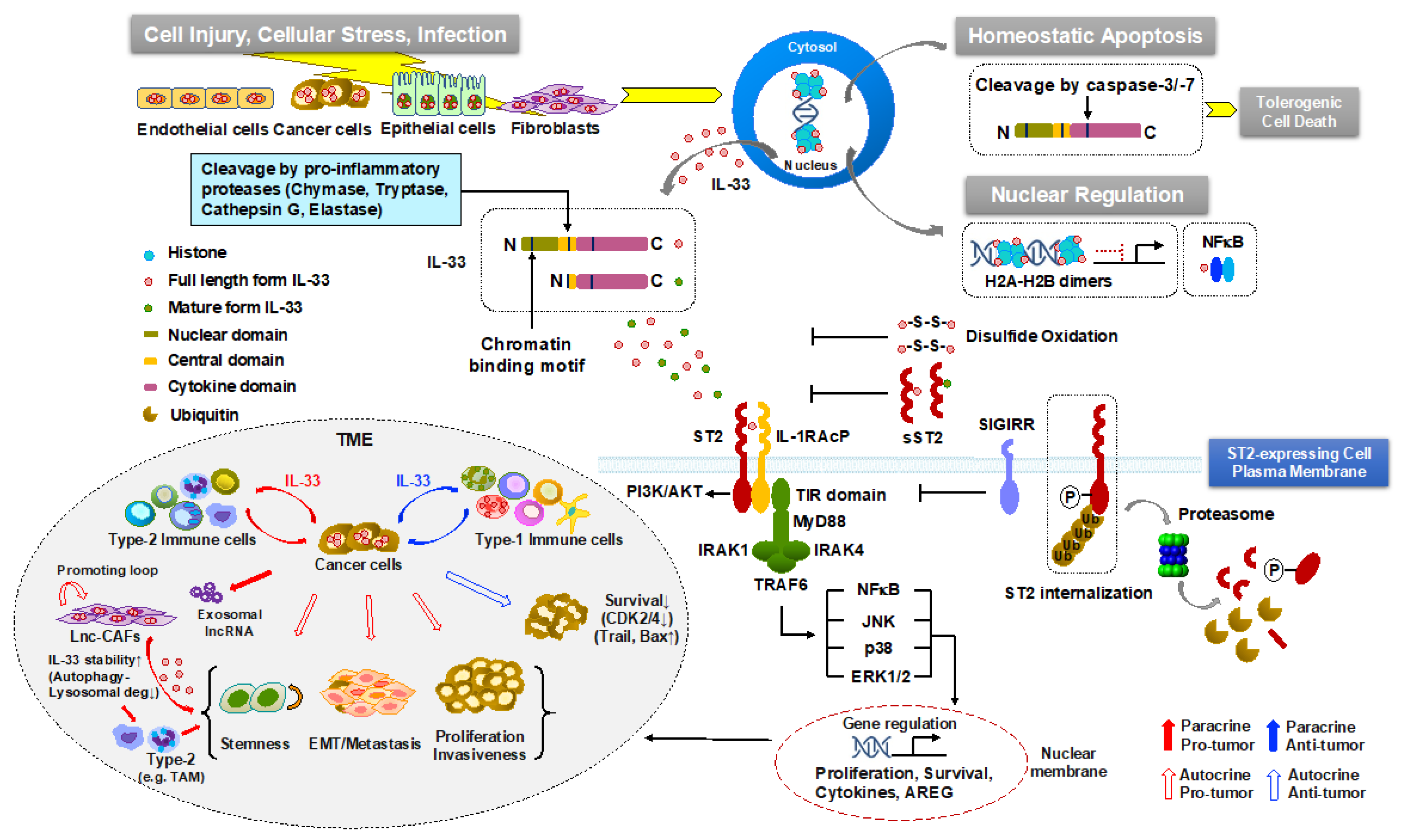 Cancers 13 03281 g002