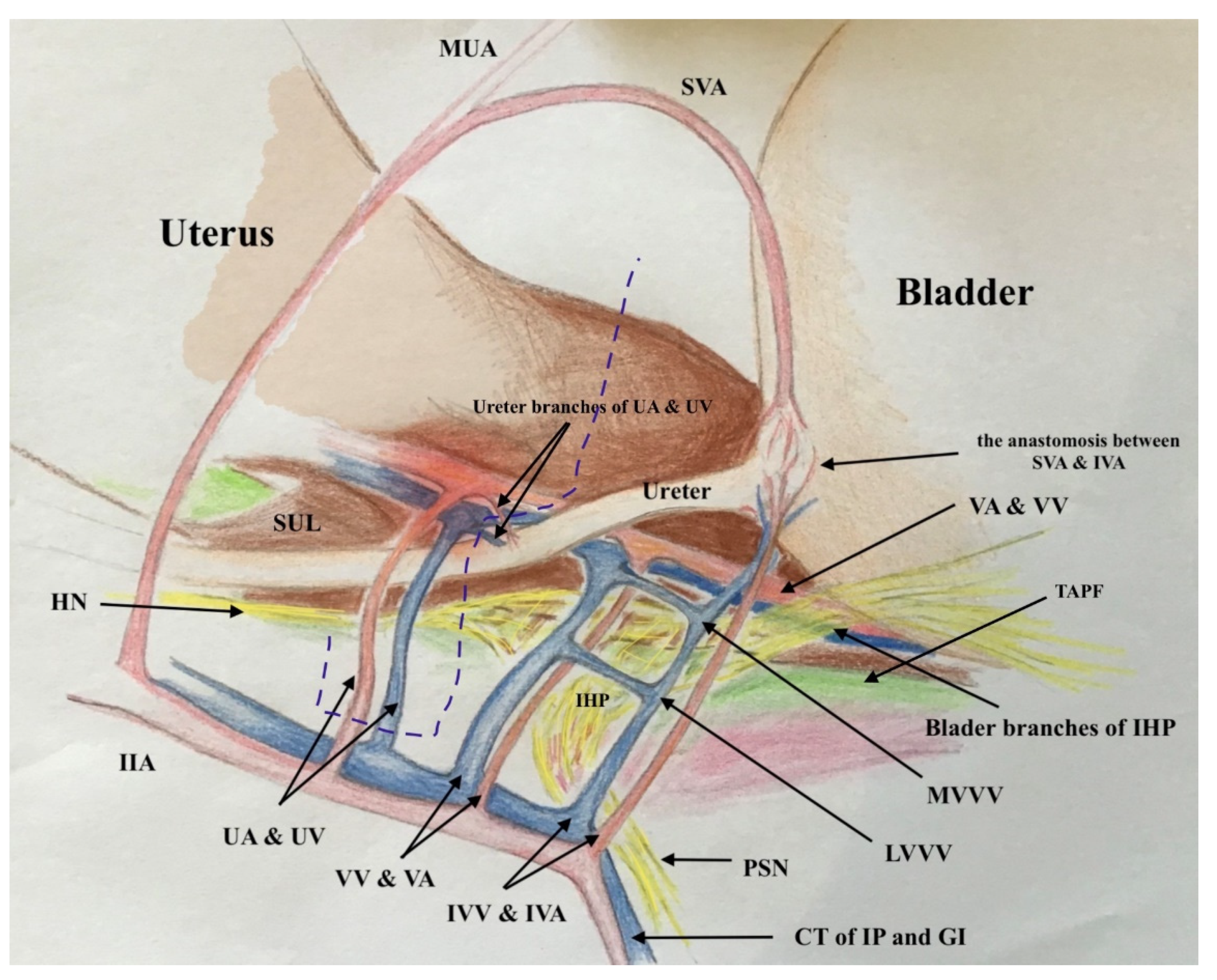Cancers 13 03326 g007