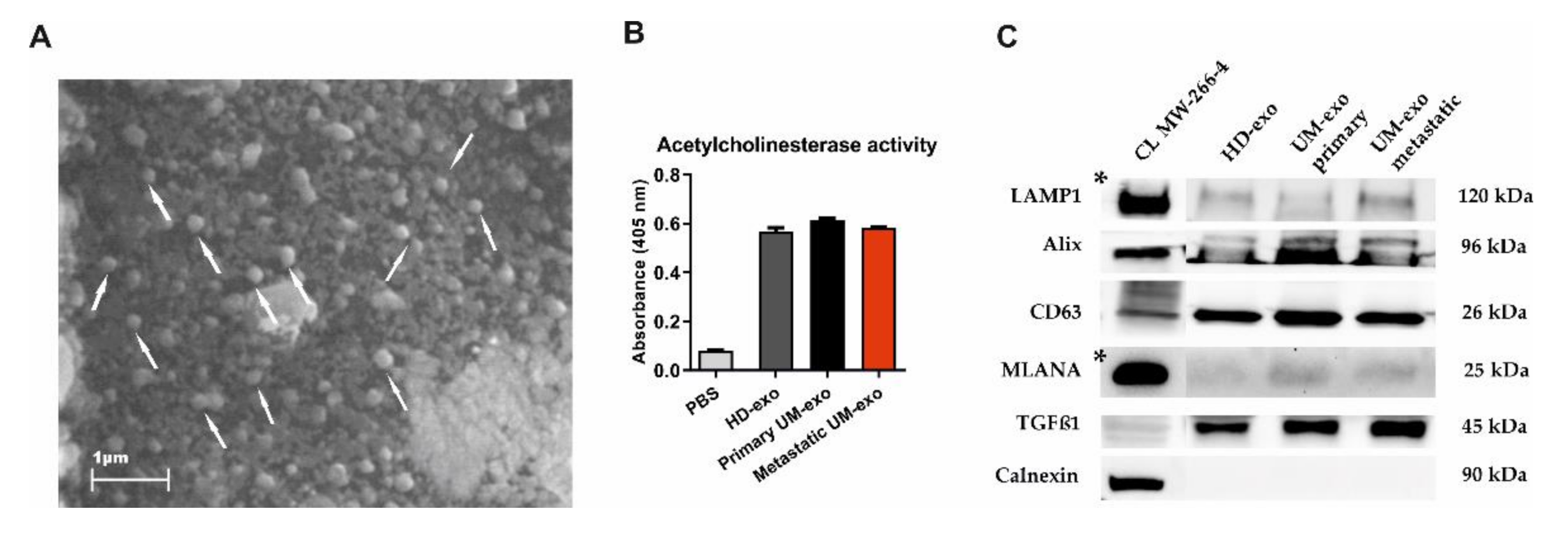Cancers 13 03334 g001 Cancers 13 03334 g001