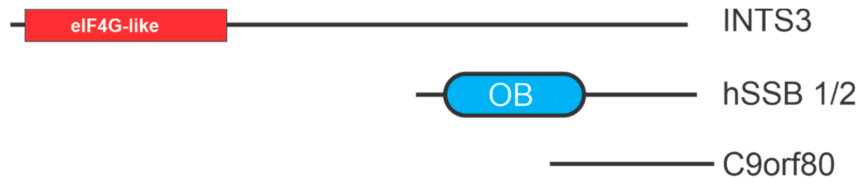 Cancers 13 03346 g004