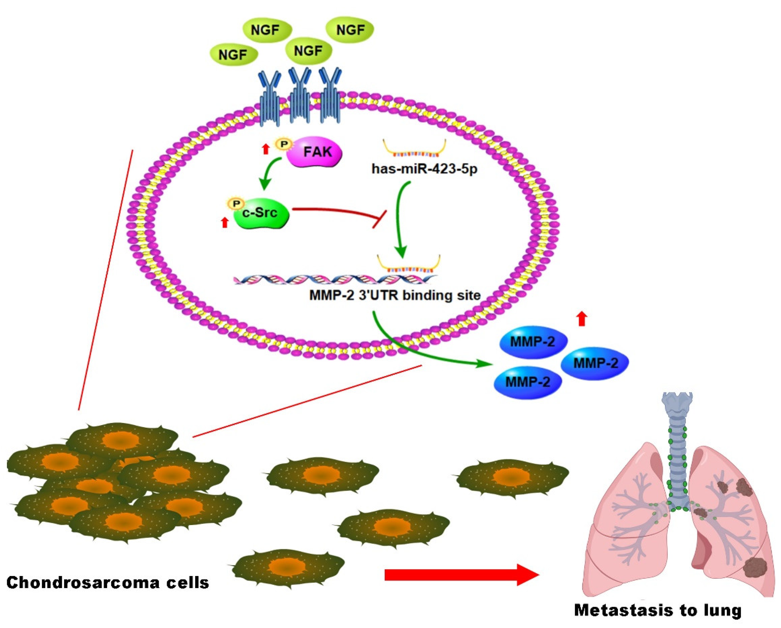 Cancers 13 03347 g007