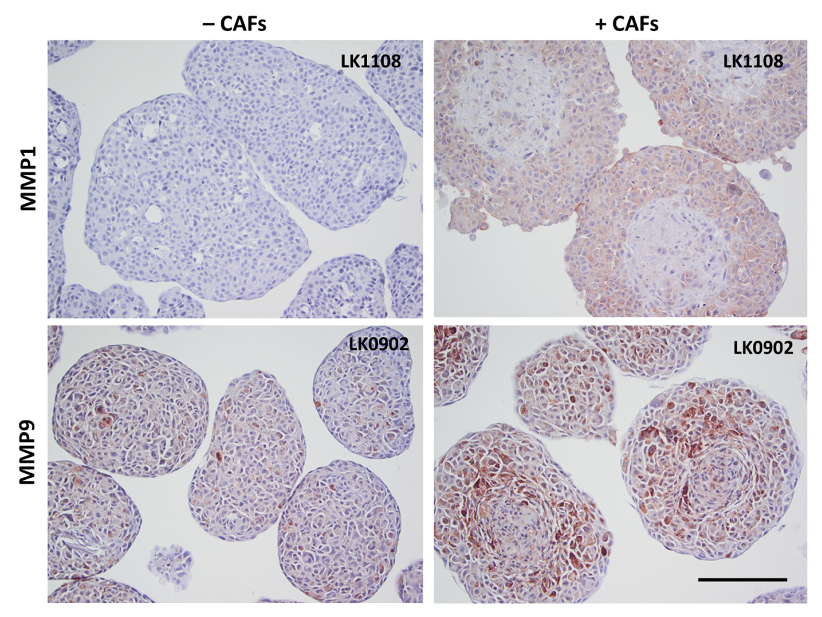 Cancers 13 03361 g003